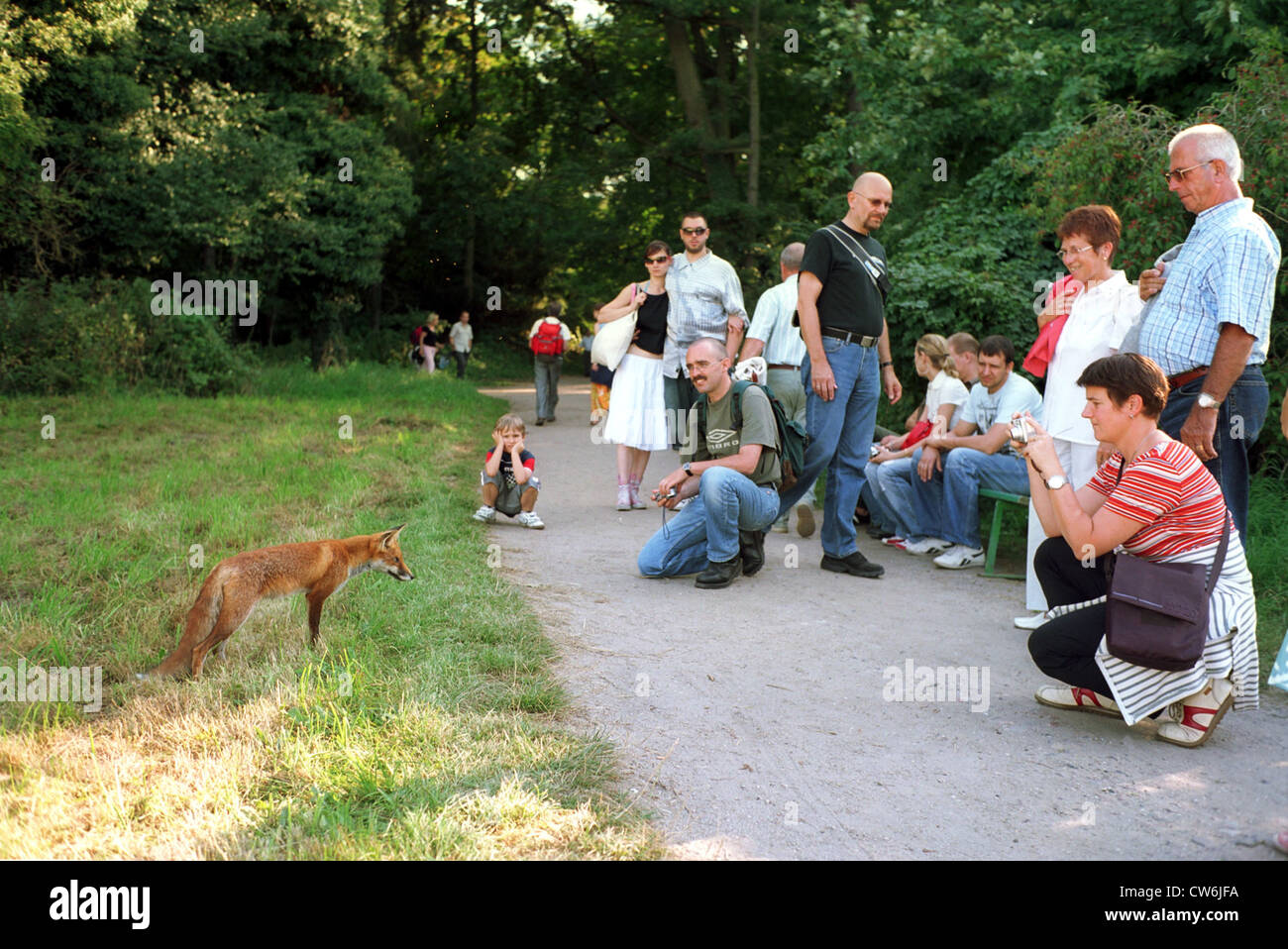 Berlin, wilden Fuchs trifft Menschen Stockfoto