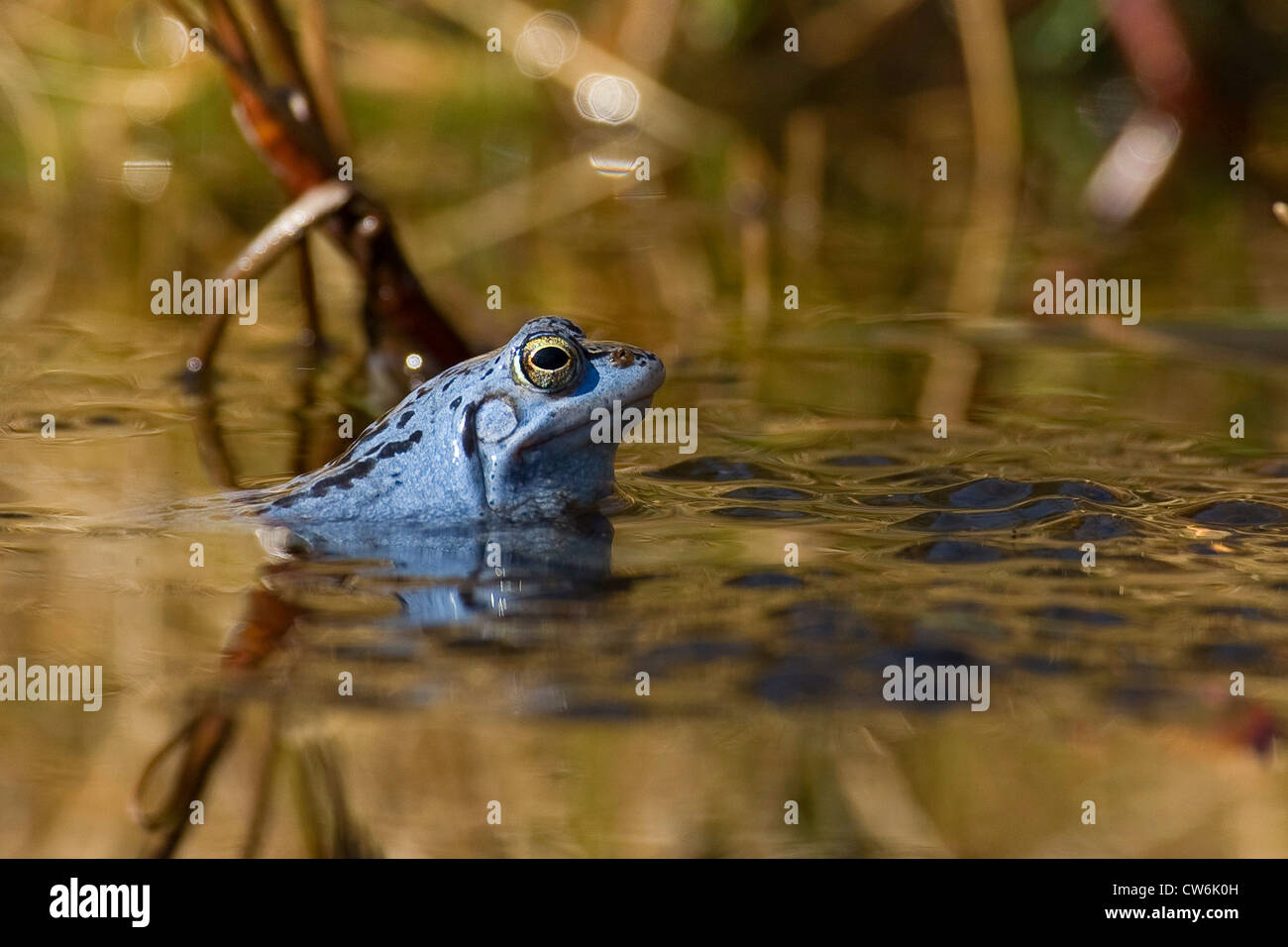 Moor-Frosch (Rana Arvalis), Männchen zur Paarungszeit farbig intensiv blau Blick aus einem flachen Wasser, Deutschland Stockfoto