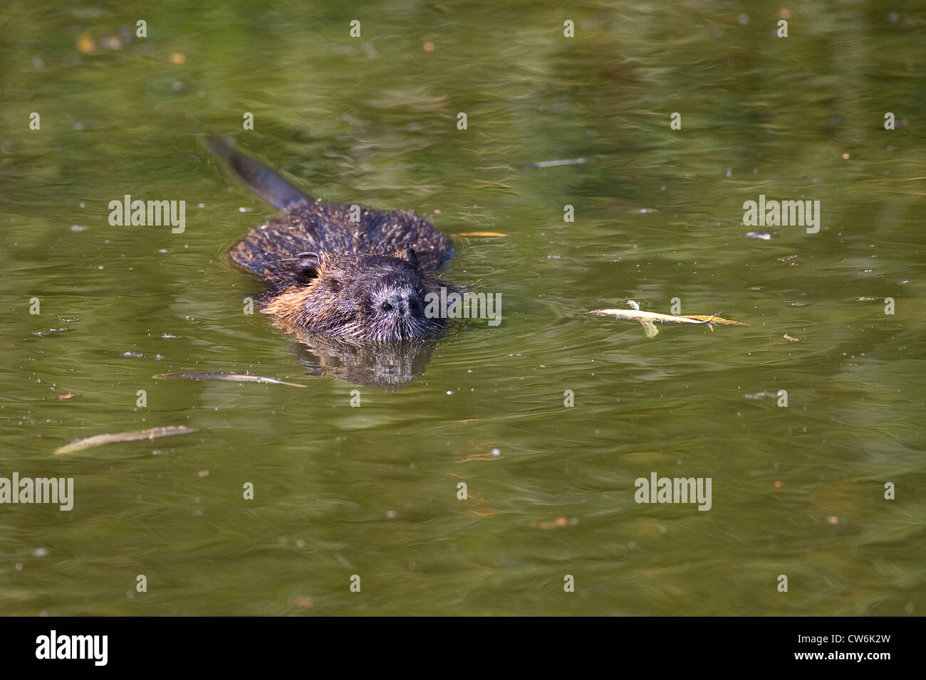 Nutrias, Nutria (Biber brummeln), Baden, Deutschland Stockfoto