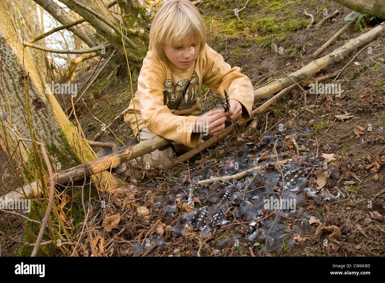 Buntspecht (Picoides major, Dendrocopos großen), Junge kniend auf Waldboden mit Federn in der Hand von einem Specht gejagt von einem nördlichen Sperber, Deutschland Stockfoto