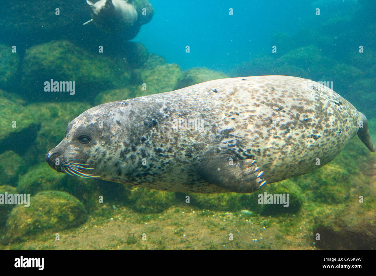 Harbor Seal, Seehunde (Phoca Vitulina), Tauchen, Deutschland Stockfoto