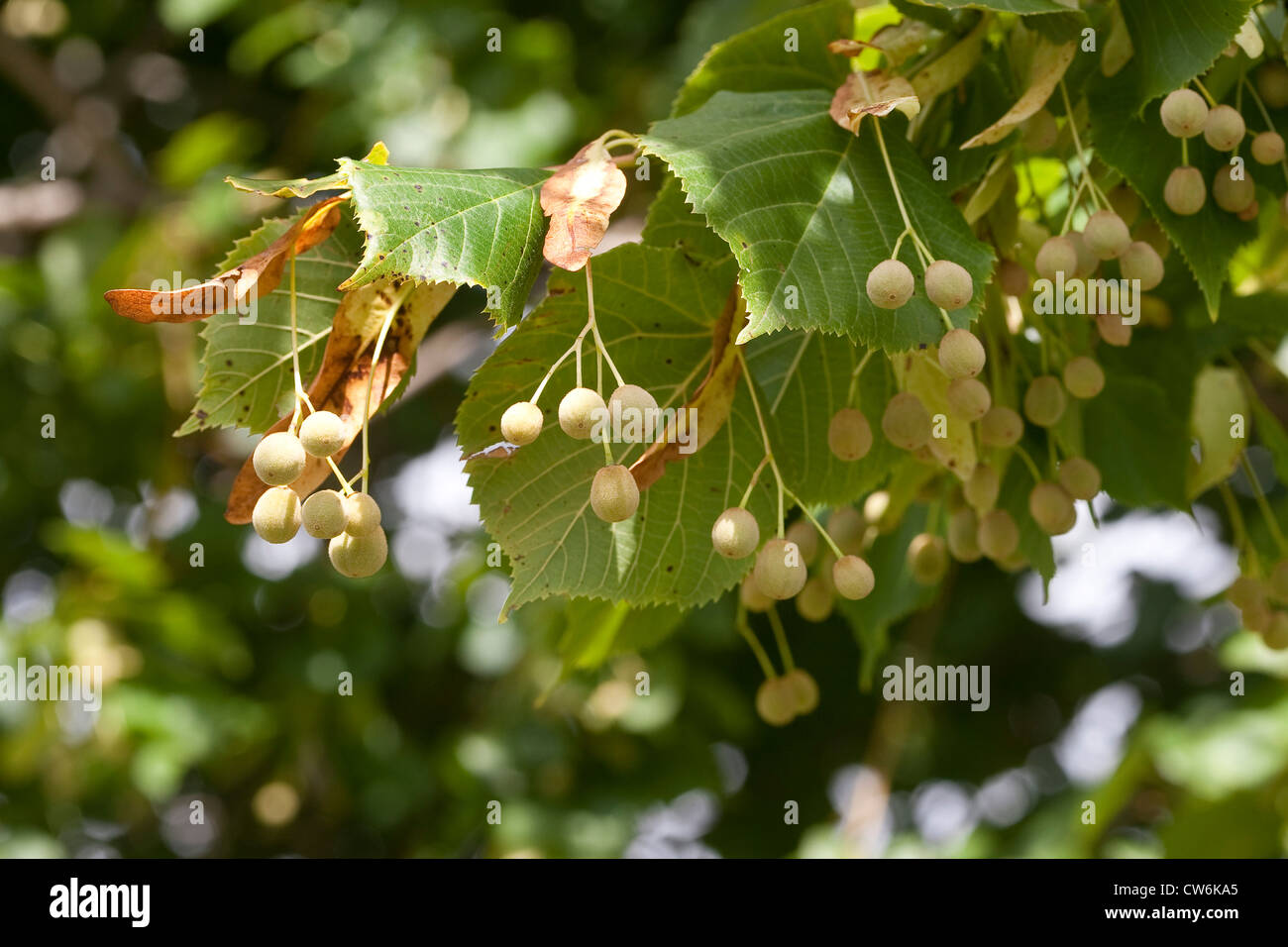 großblättrige Linde, Linde (Tilia Platyphyllos), Zweig mit Früchten, Deutschland Stockfoto