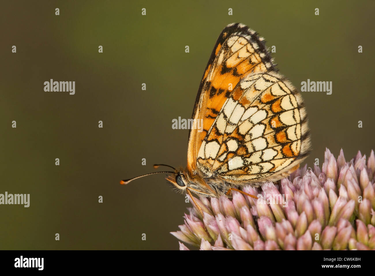 Heide Fritillary (Mellicta Athalia, Melitaea Athalia), sitzen auf rosa Blüten, Deutschland Stockfoto