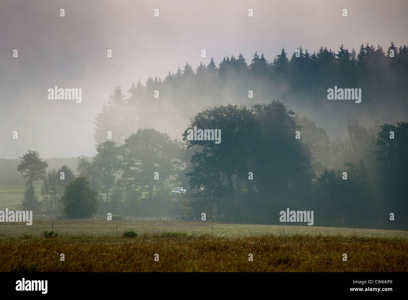 Mais, Mais (Zea Mays), Morgennebel über Maisfeld vor einem Wald, Deutschland, Sachsen, Vogtlaendische Schweiz Stockfoto