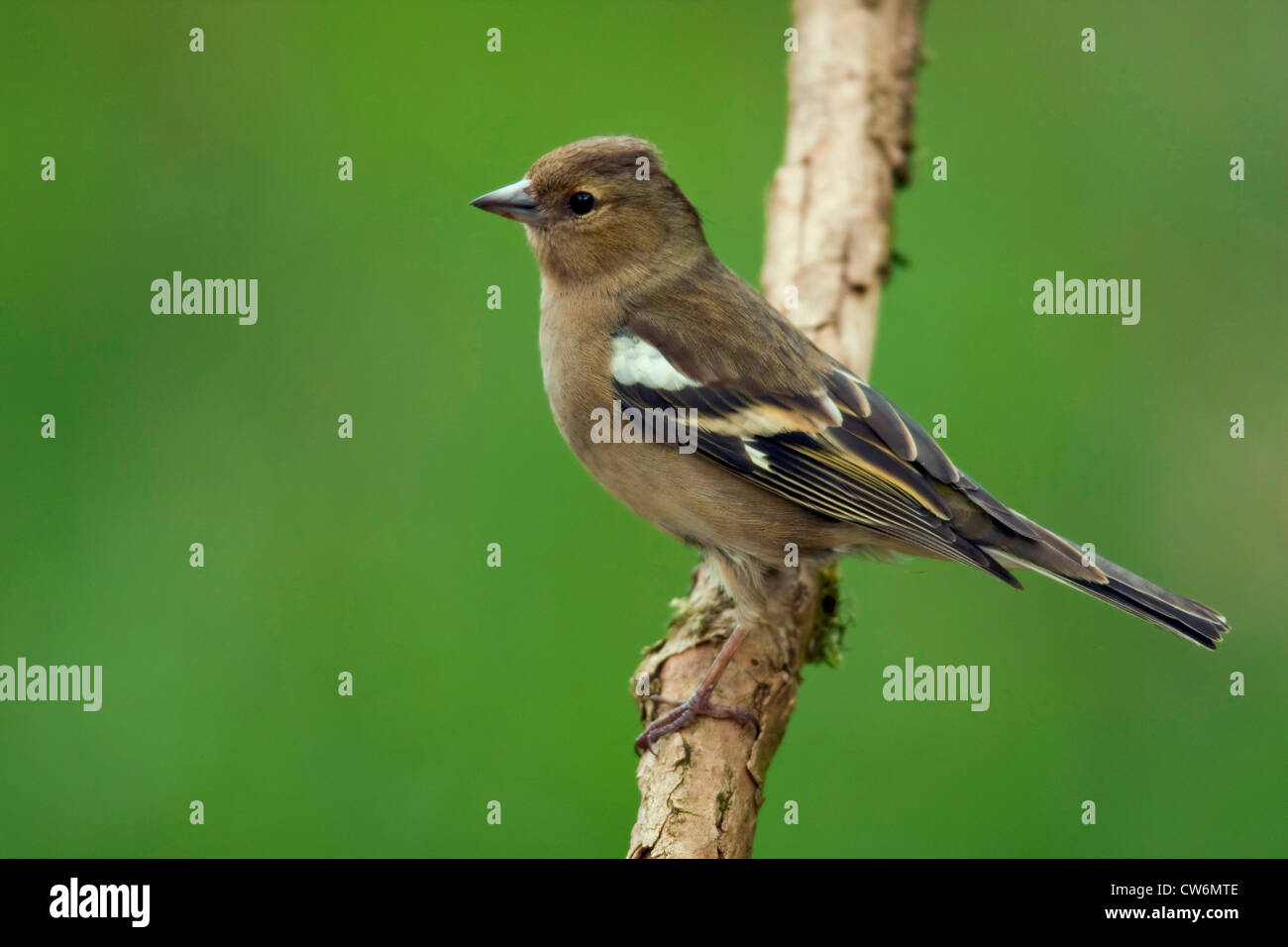 Buchfinken (Fringilla Coelebs), weibliche sitzt auf einem Ast, Deutschland, Rheinland-Pfalz Stockfoto
