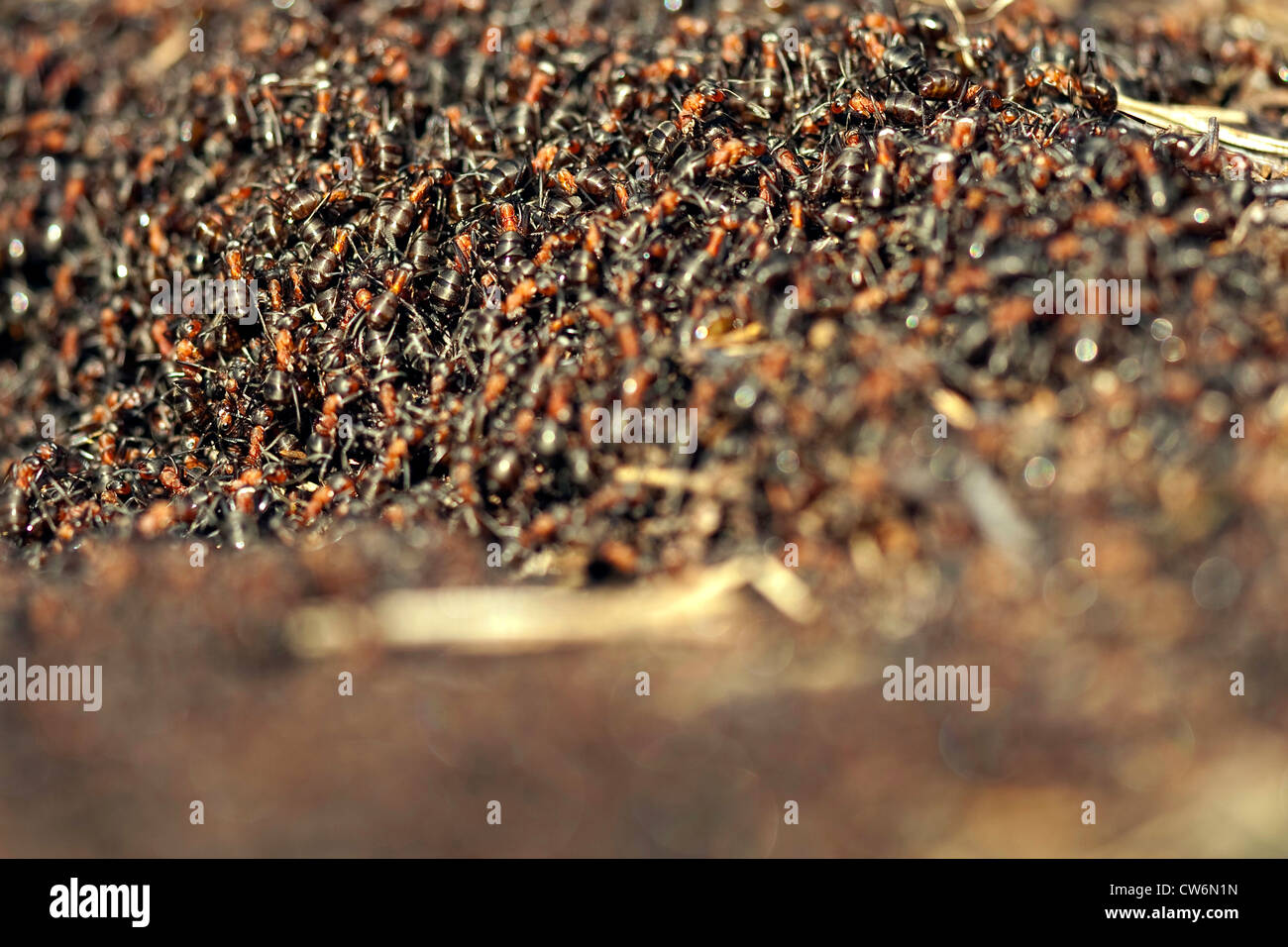 Waldameise (Formica Rufa), Ameisenhaufen, Deutschland, Nordrhein-Westfalen Stockfoto