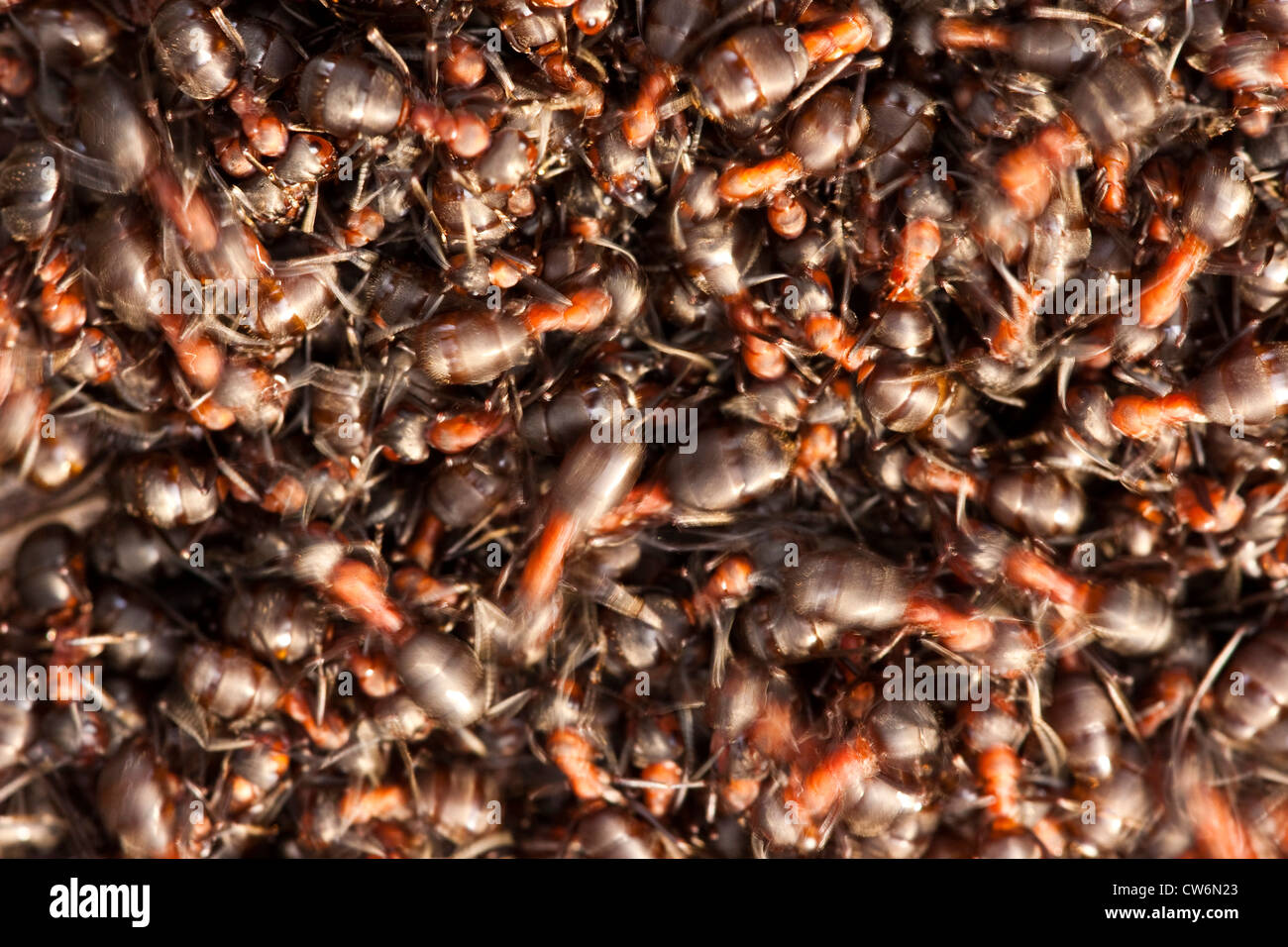 Waldameise (Formica Rufa), Ameisenhaufen, Deutschland, Nordrhein-Westfalen Stockfoto