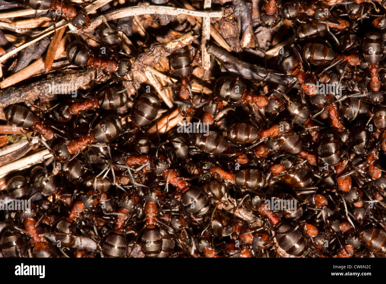 Waldameise (Formica Rufa), Ameisenhaufen, Deutschland, Nordrhein-Westfalen Stockfoto