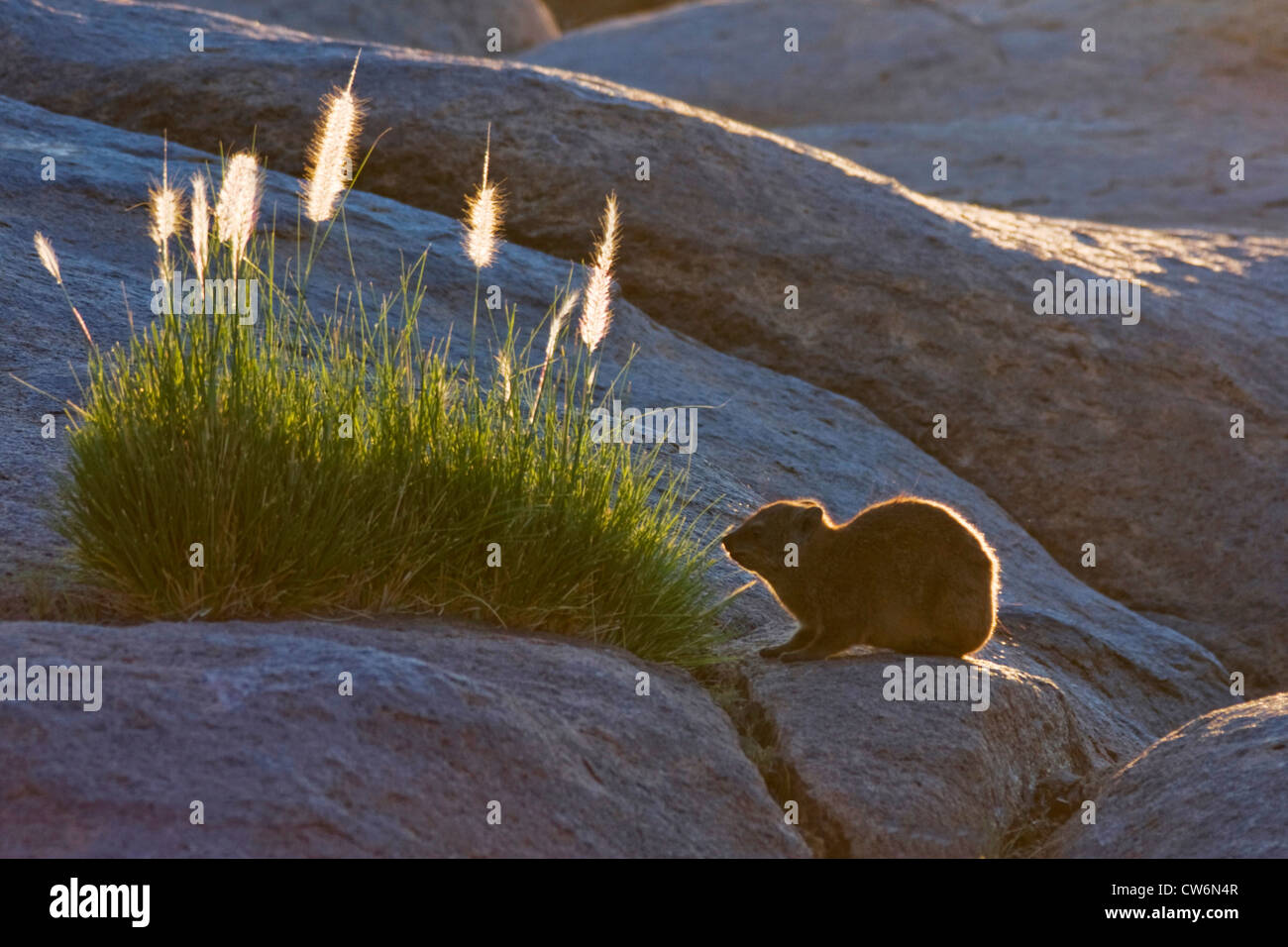 gemeinsamen Rock Hyrax, Rock Klippschliefer (Procavia Capensis), Aufwärmen in der Morgensonne, Südafrika, Augrabis NP Stockfoto