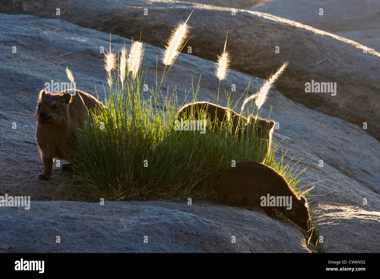 gemeinsamen Rock Hyrax, Rock Klippschliefer (Procavia Capensis), Aufwärmen in der Morgensonne, Südafrika, Augrabis NP Stockfoto