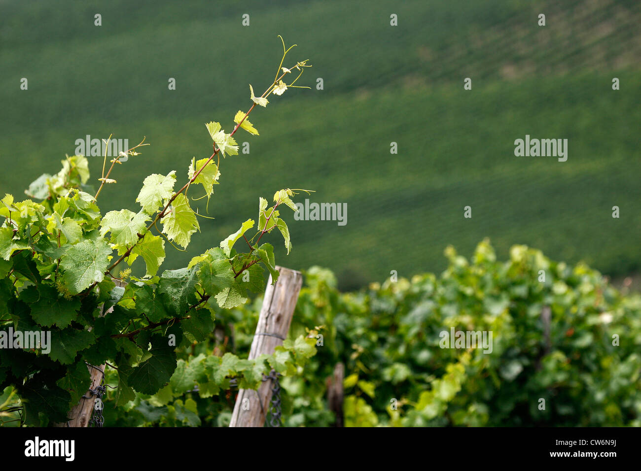 Blick auf Reihen von Weinreben aus dem Inneren eines Weinguts, Deutschland, Rheinland-Pfalz Stockfoto