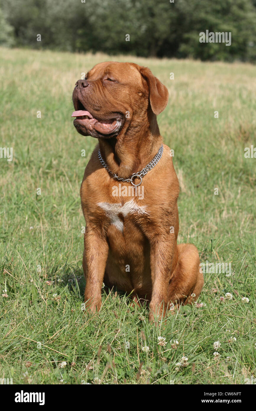 Dogge de Bordeaux (Canis Lupus F. Familiaris), 10 Monate alte Welpe Stockfoto