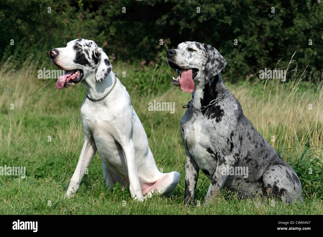 Deutsche Dogge (Canis Lupus F. Familiaris), zwei Doggen sitzen nebeneinander auf einer Wiese. Tiger Dane und weißen Dane Stockfoto