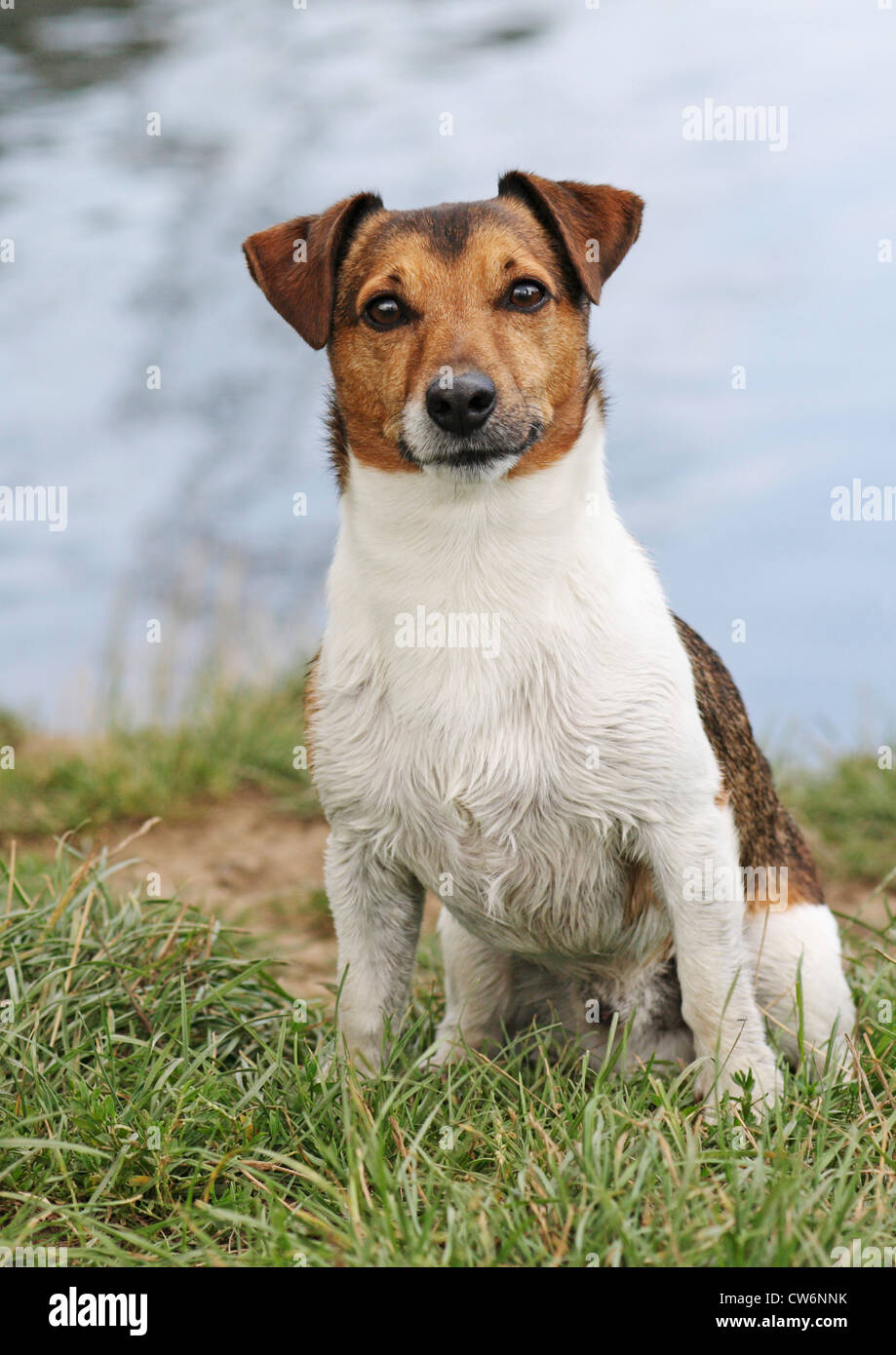 Jack Russell Terrier (Canis Lupus F. Familiaris), am Ufer Stockfoto