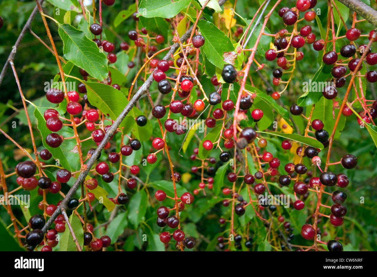 wilde Kirsche (Prunus Serotina), Fruchtbildung Zweige, Deutschland Stockfoto