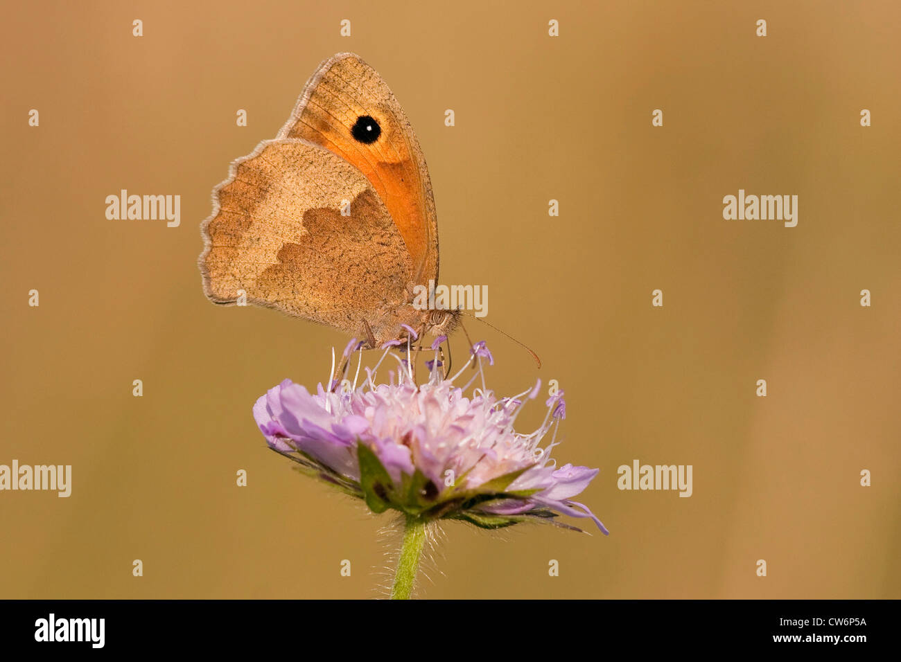 Wiese Braun (Maniola Jurtina, Epinephele Jurtina), sitzt auf einem Feld Witwenblume, Knautia Arvensis, Deutschland, Rheinland-Pfalz Stockfoto