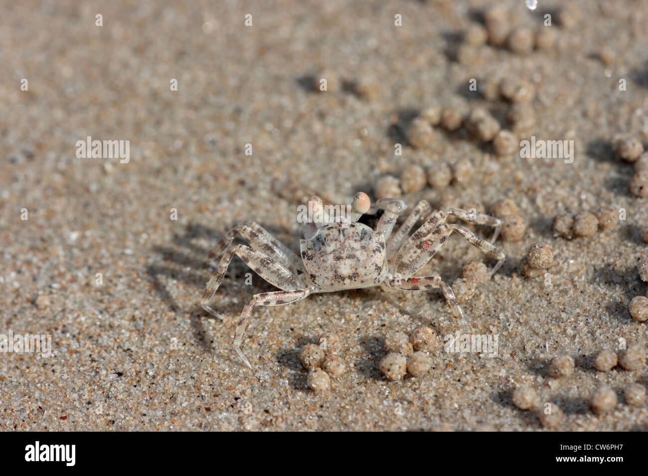 Geisterkrabben (Ocypode spec, Ocypodidae), einzelne Tier am Sandstrand unter Sand Bällchen, die hergestellt werden, beim Essen, Thailand, Phuket, Khao Lak NP Stockfoto