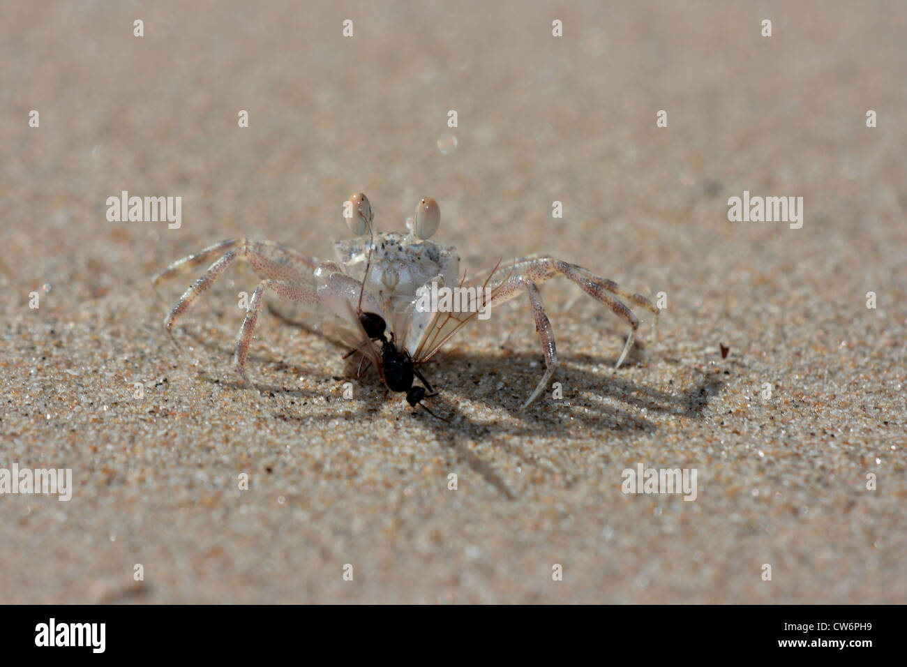 Geisterkrabben (Ocypode spec, Ocypodidae), einzelne Tier am Sandstrand essen eine Aliferous Ameise gejagt, Thailand, Phuket, Khao Lak NP Stockfoto