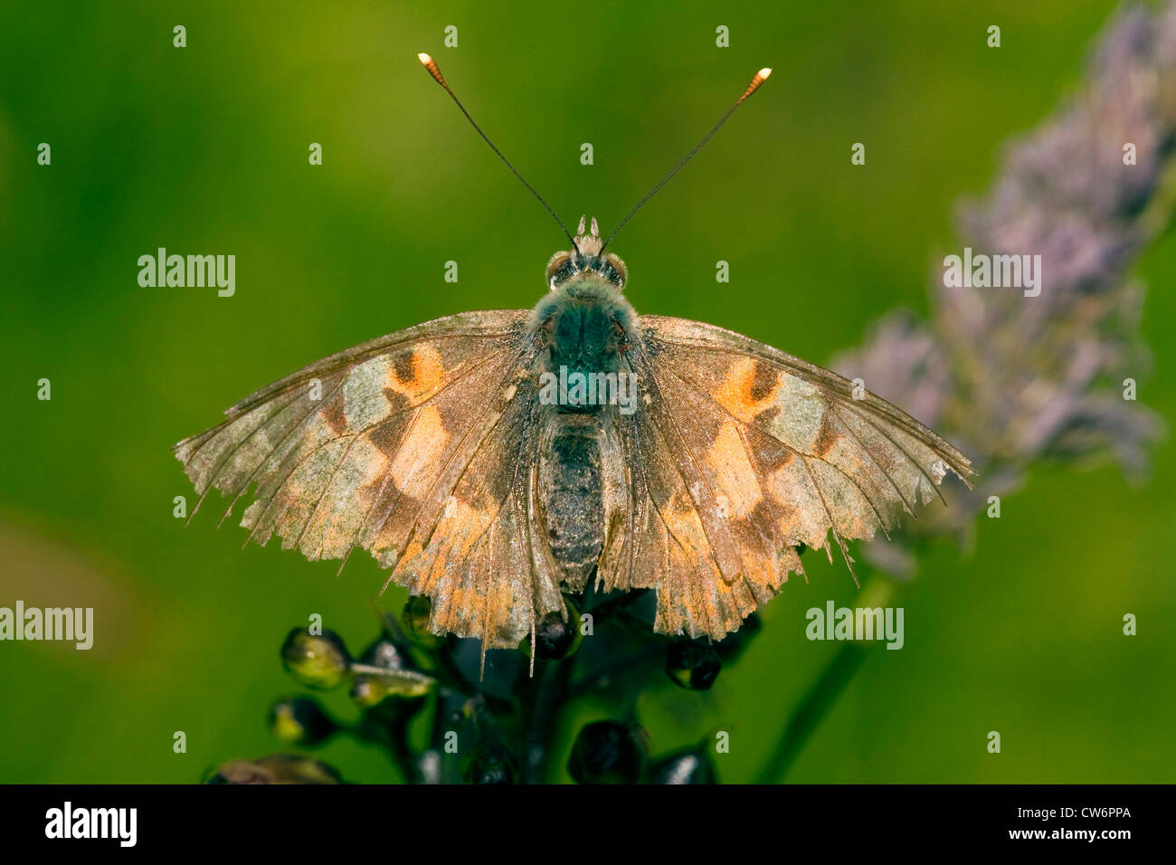 Distelfalter, Distel (Cynthia Cardui, Vanessa Cardui), alte Individuum, Deutschland, Rheinland-Pfalz Stockfoto