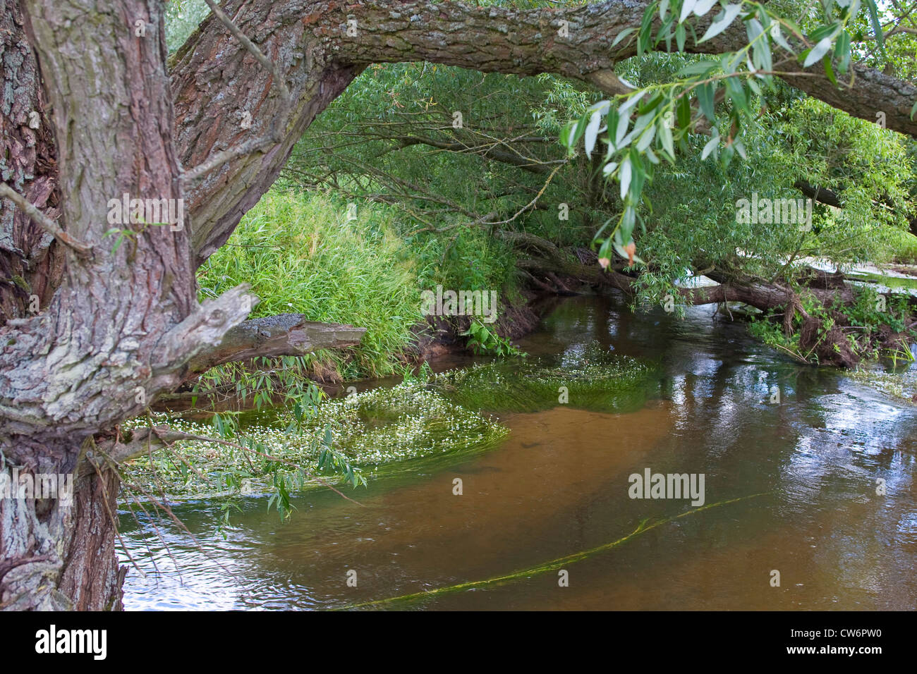 natürliche Tiefland Stream mit Weiden und Wasserpflanzen, Deutschland Stockfoto
