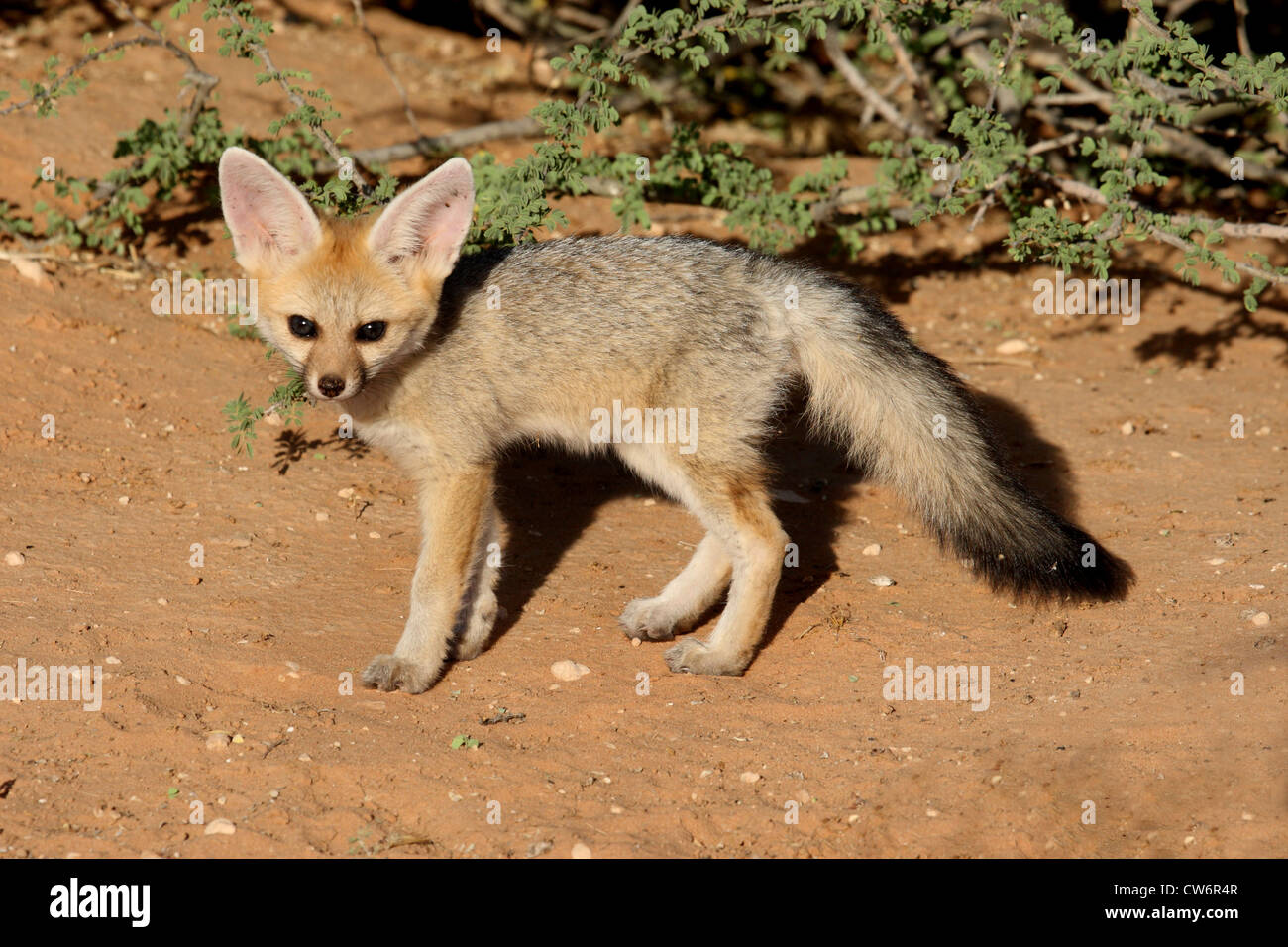 Kap-Fuchs (Vulpes Chama), junger Fuchs Cape, Südafrika, Kalahari, Kgalagadi Transfrontier Nationalpark Stockfoto