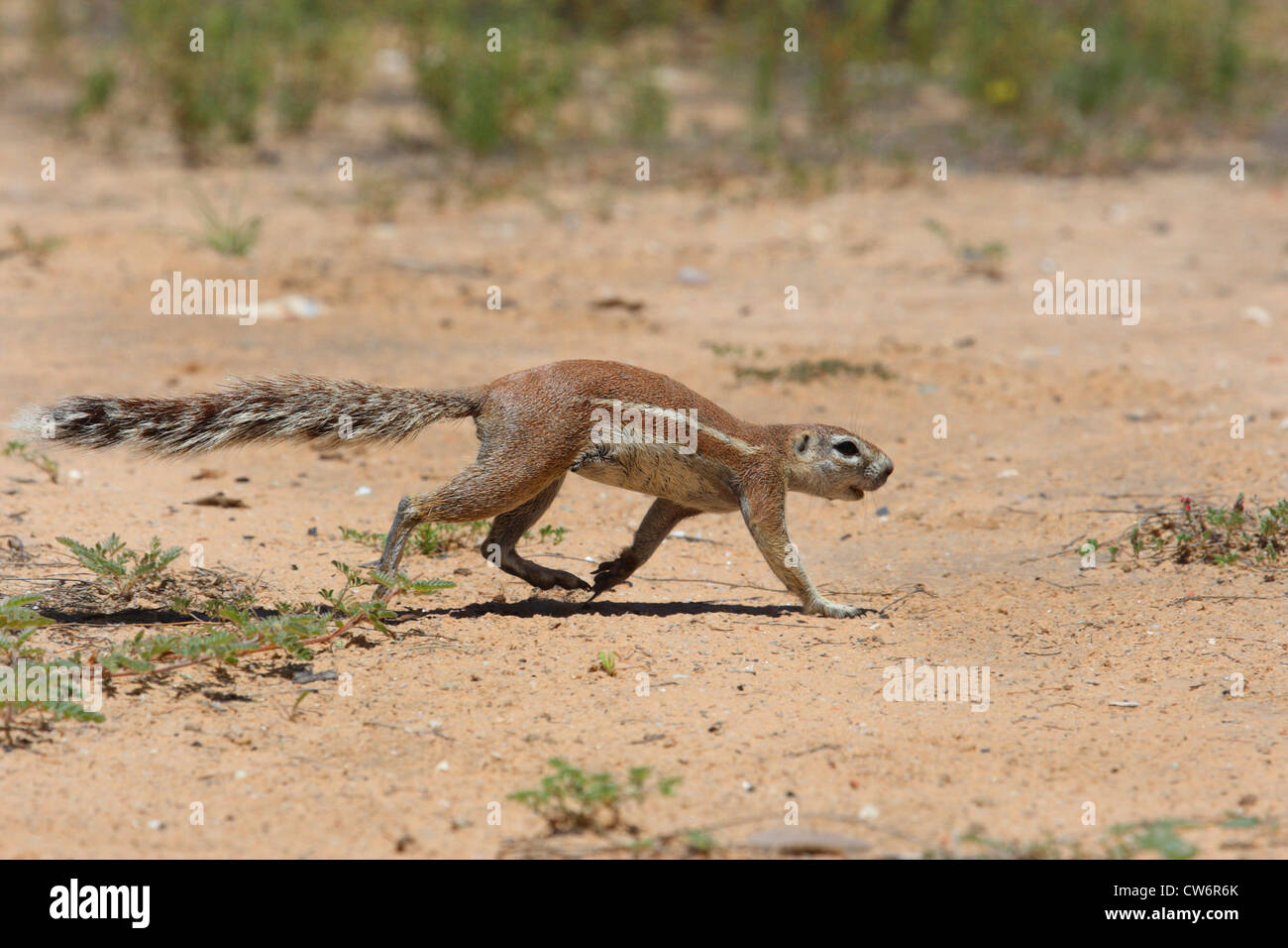 Südafrikanische Grundeichhörnchen, Kap-Borstenhörnchen (Geosciurus Inauris, Xerus Inauris), Fuß über die trockene Erde Boden, Südafrika, Kalahari Stockfoto