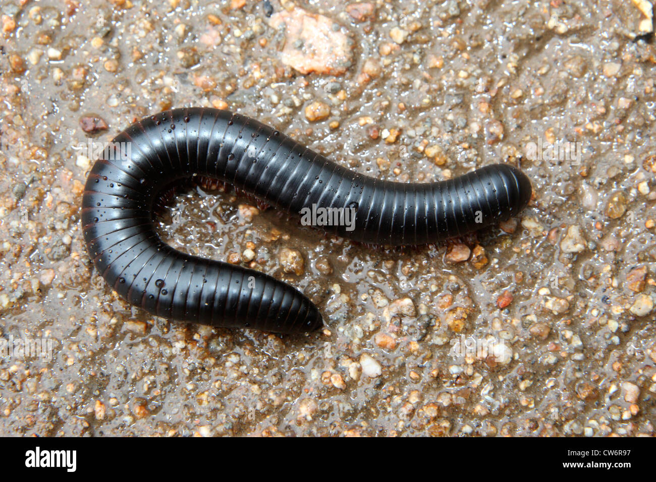 Tausend-beinigen Würmer (Archispirostreptus Gigas), einzelnen, Südafrika Stockfoto