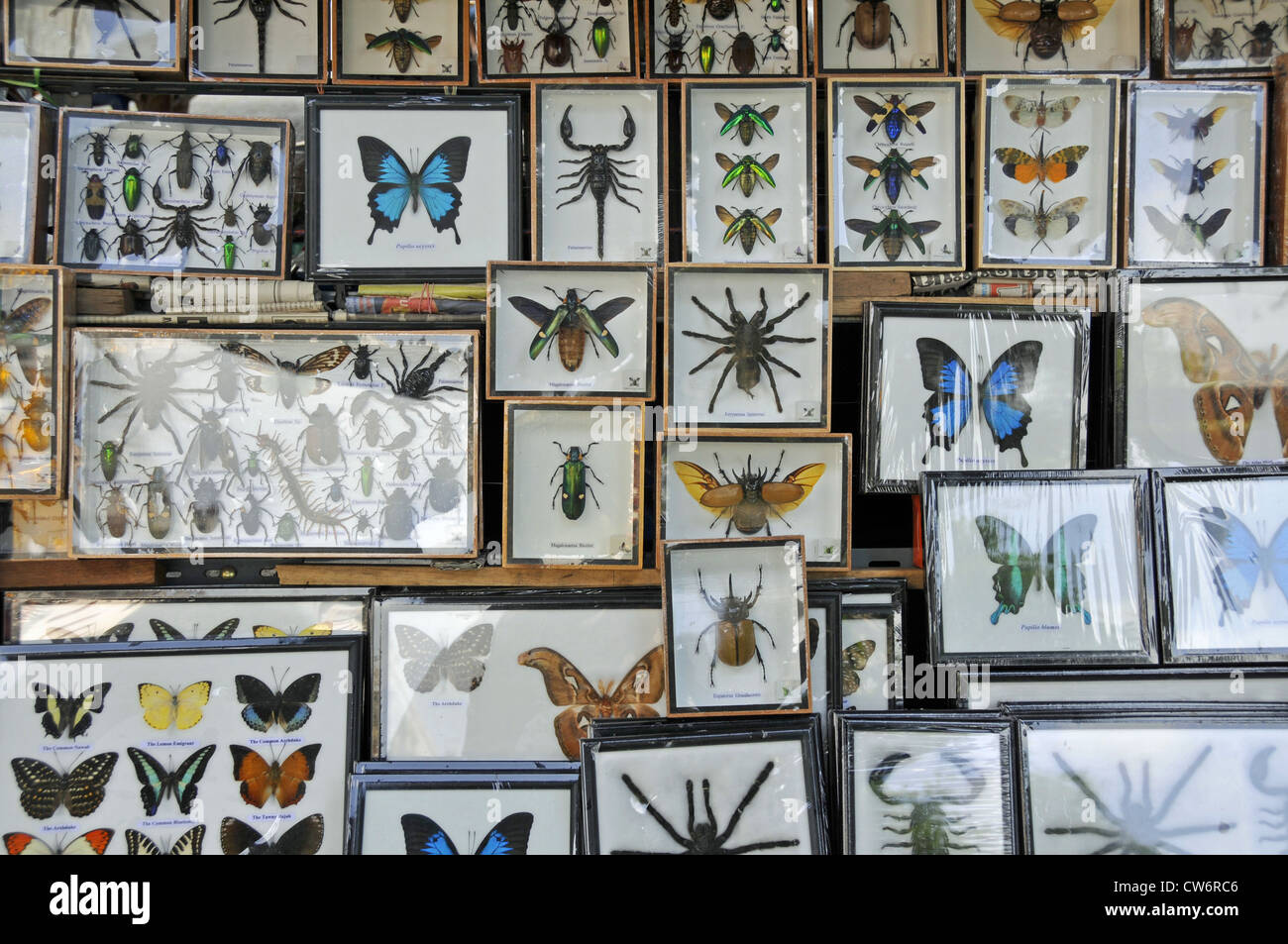 vorbereitet, Schmetterlinge, Insekten, Spinnen und Skorpione im Souvenir-Shop, Thailand, Wat Arun, Bangkok Stockfoto
