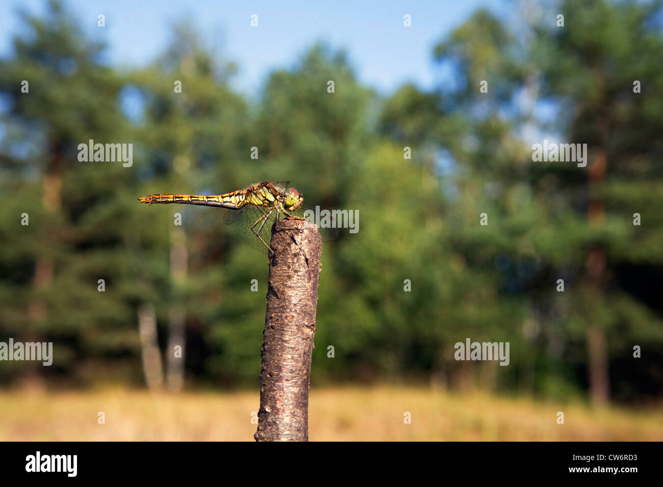 Landstreicher Sympetrum (Sympetrum Vulgatum), Frau sitzt an einem Zweig, Deutschland, Schleswig-Holstein Stockfoto