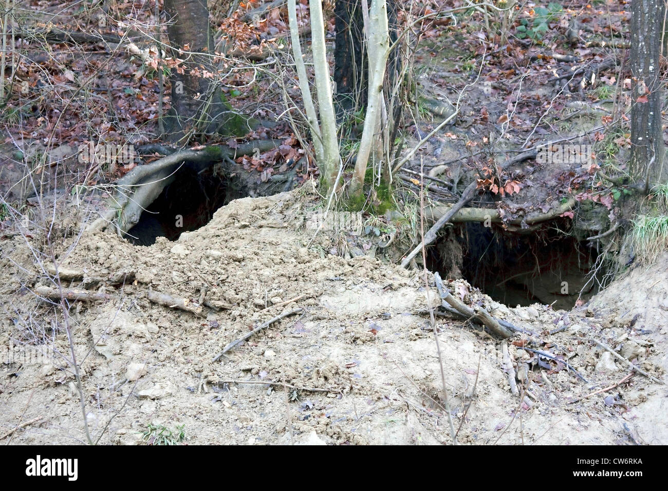 Braunbär (Ursus Arctos), zwei Eingänge zu den Ruhezustand Höhlen Stockfoto