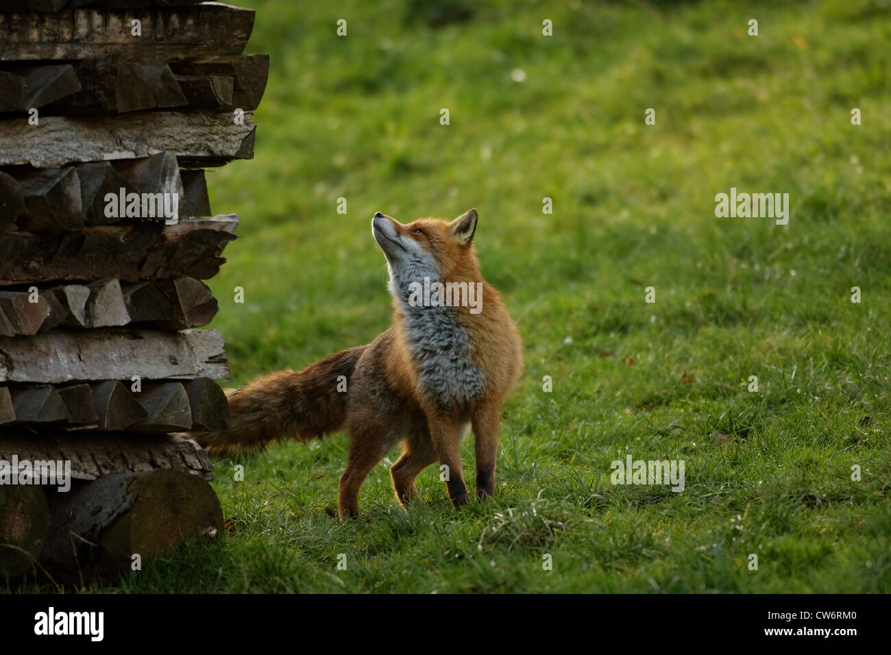 Rotfuchs (Vulpes Vulpes), stehend auf einer Wiese in seiner Winterfell nach oben auf einen Haufen Brennholz, Deutschland Stockfoto