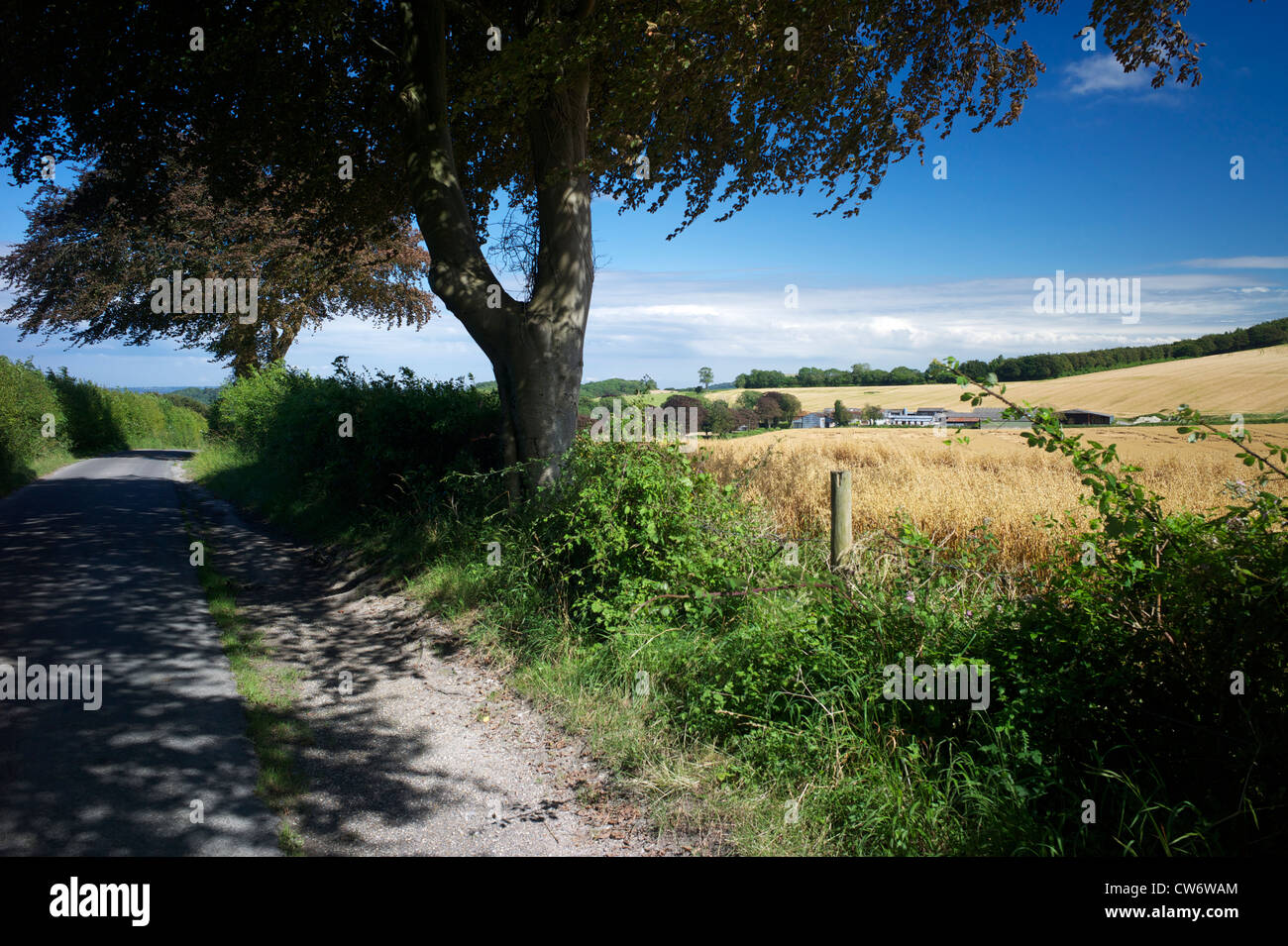 Lane auf der South Downs Way, in der Nähe von Buriton, Hampshire, UK Stockfoto