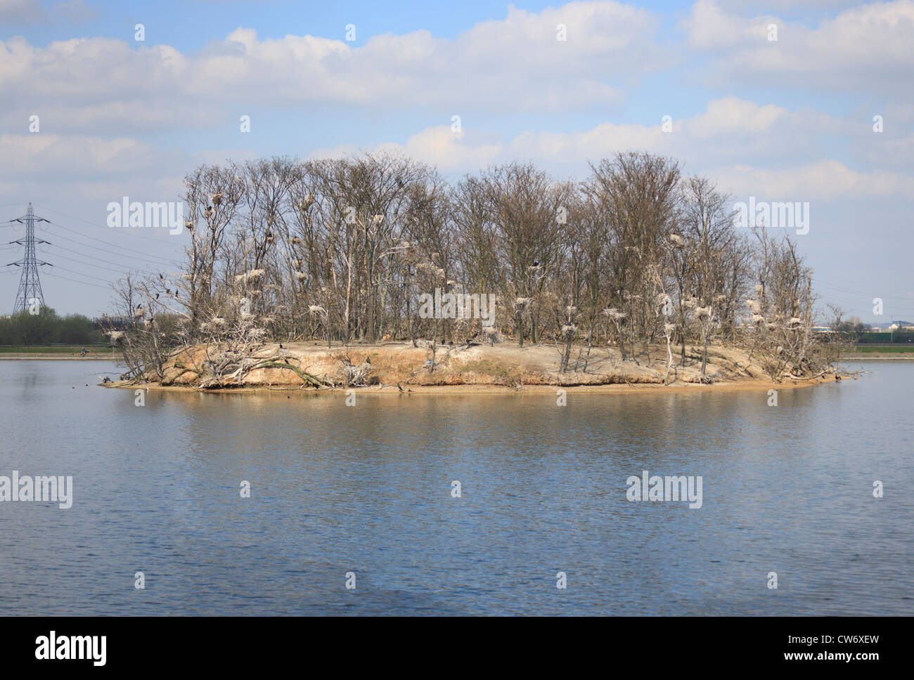 Kormoran-Kolonie in Walthamstow Stauseen East London mit Strommast im Hintergrund Stockfoto
