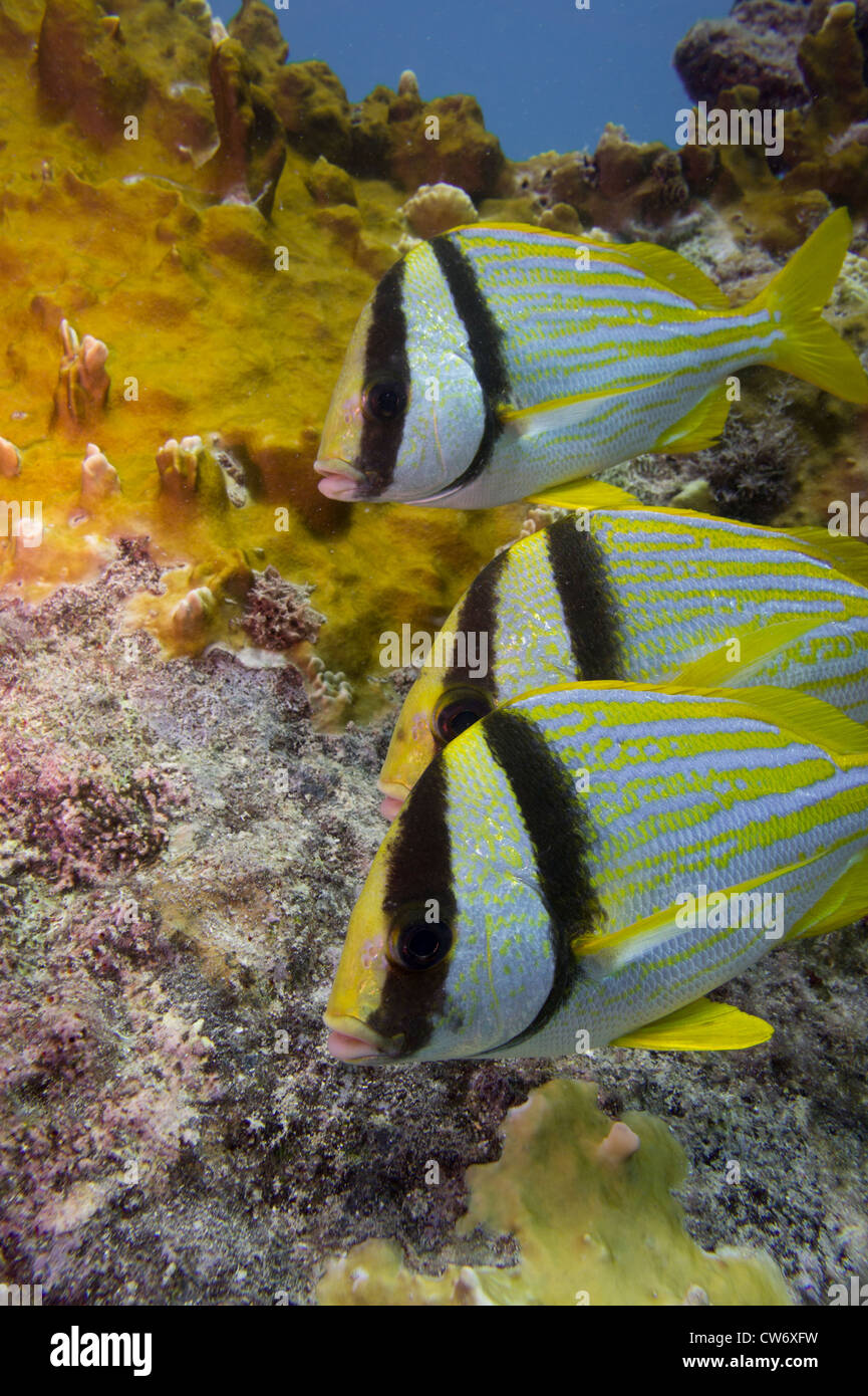 Porkfish drängen sich in der Nähe der Bogen eines Schiffswracks Stockfoto