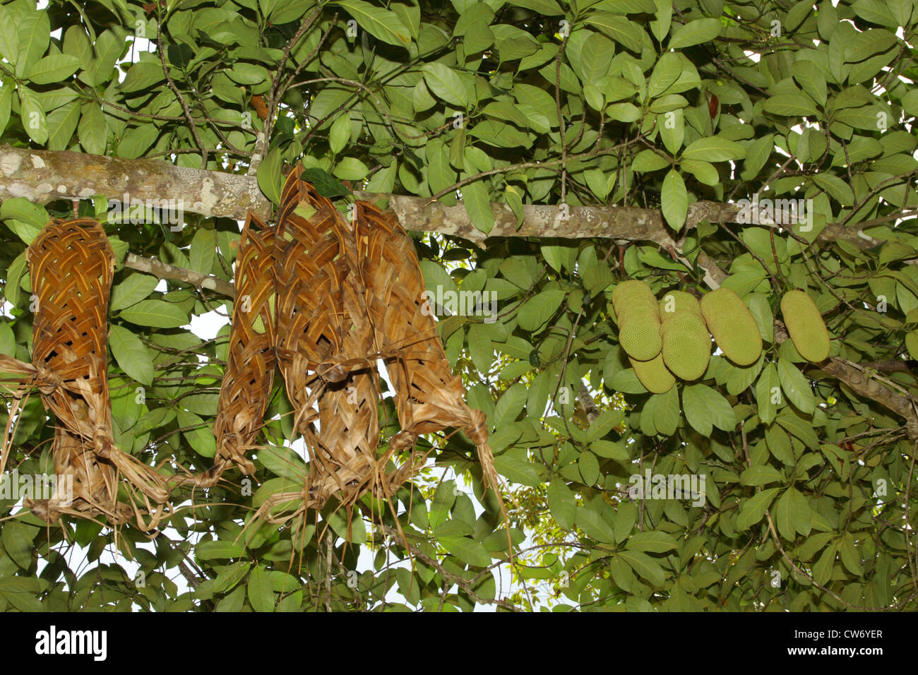 Jackfrucht (Artocarpus Heterophyllus), Obst ist geschützt mit geflochtene Taschen, Thailand, Phuket Stockfoto