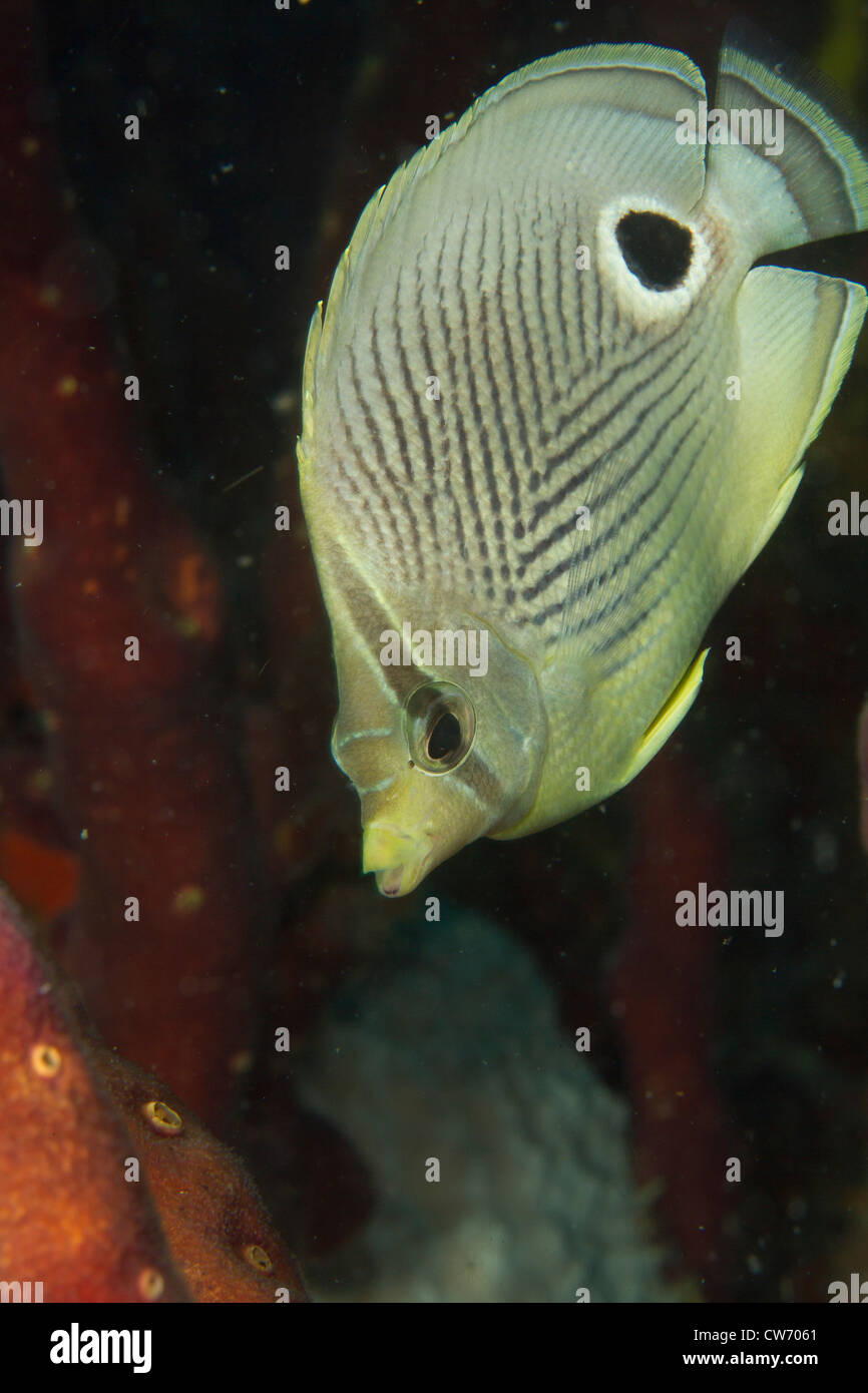 Nahaufnahme des vier-Augen butterflyfish Stockfoto
