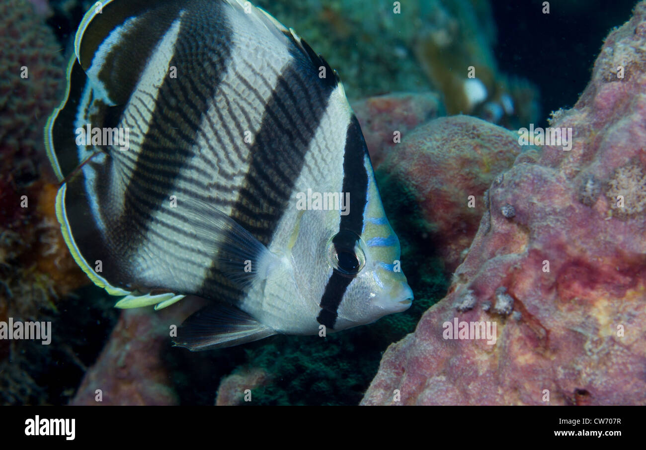 Nahaufnahme der gebändert butterflyfish Stockfoto