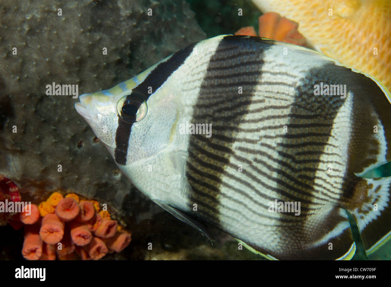Nahaufnahme der gebändert butterflyfish Stockfoto