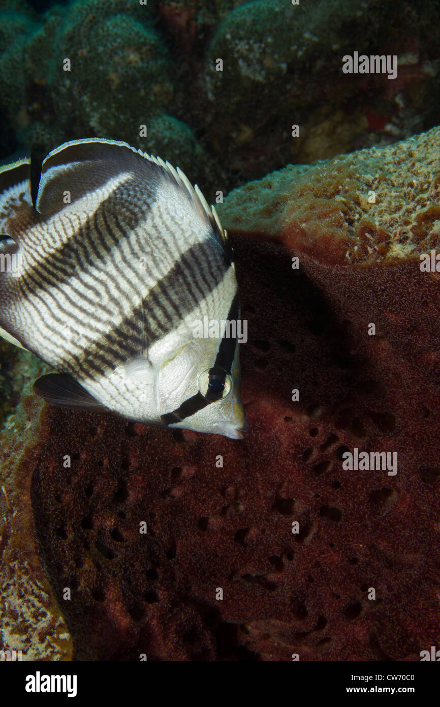 Banded Butterflyfish Knabbereien auf Schwamm Stockfoto