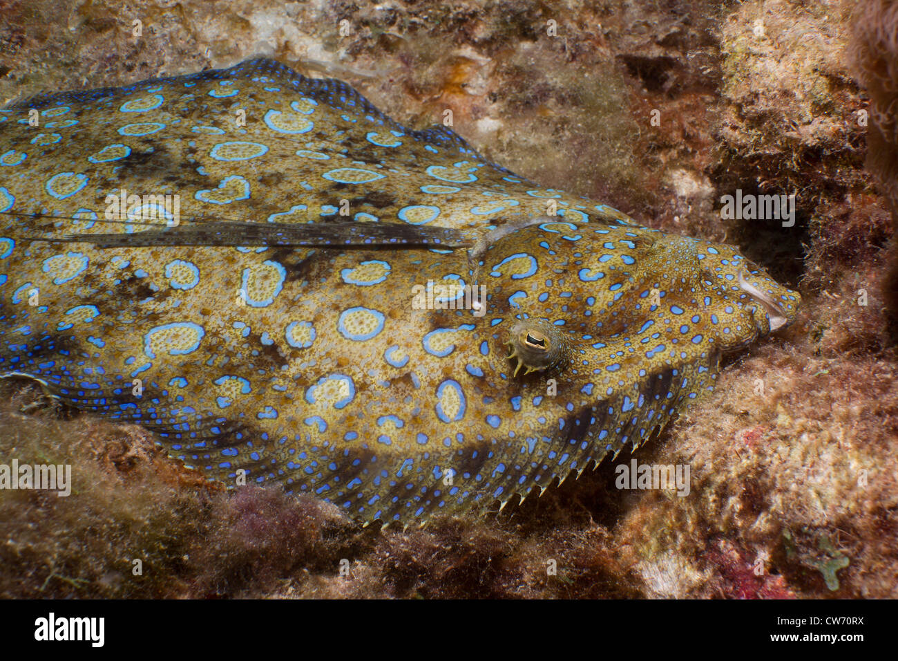 Peacock Flunder auf Boden Schutt Stockfoto