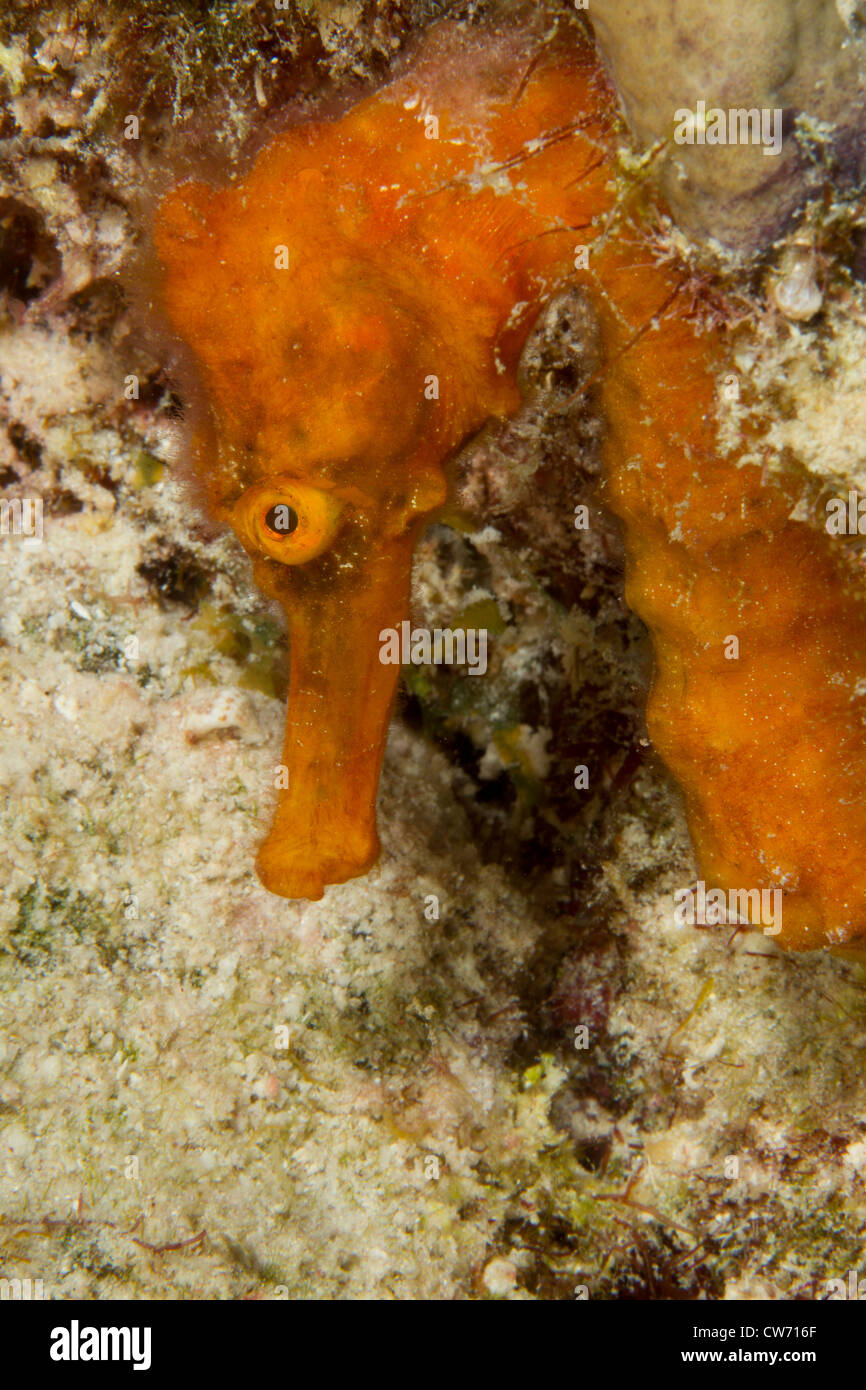 Nahaufnahme der Longsnout Seepferdchen Stockfoto