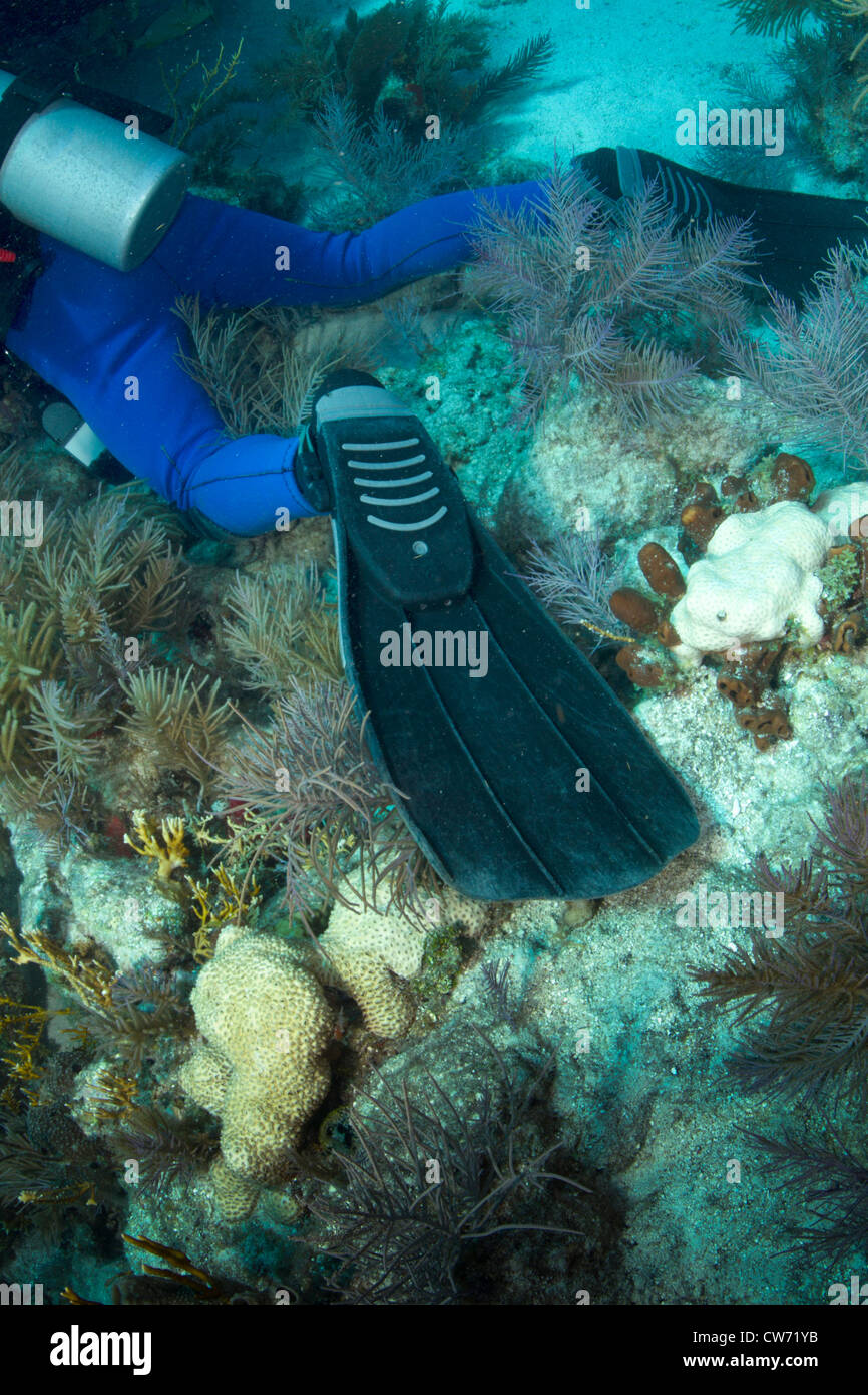 Taucher schädlichen Korallenriff Stockfoto