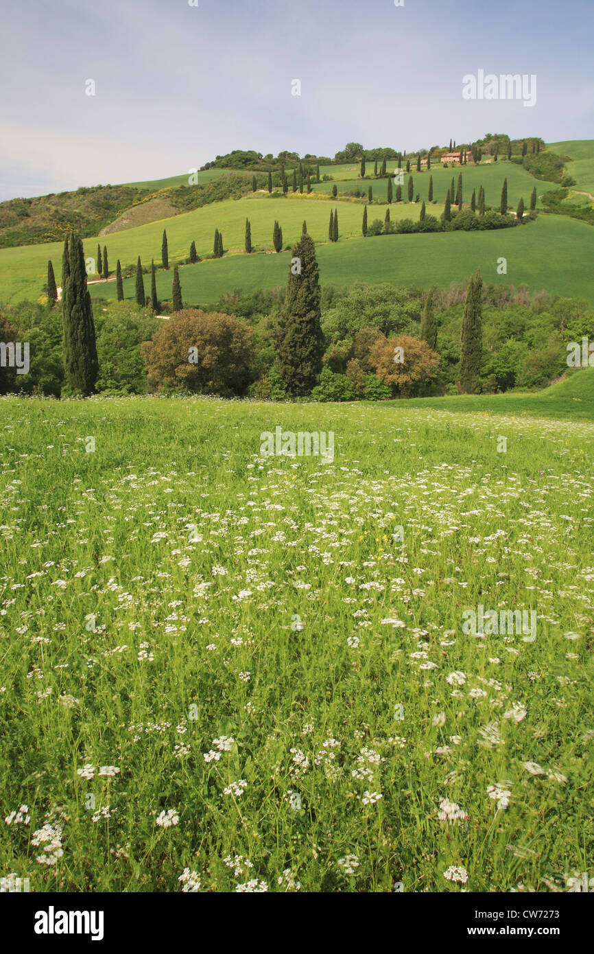 hügelige Landschaft mit Blume Wiese und Land Straße mit Zypressen, Italien, Toskana Stockfoto