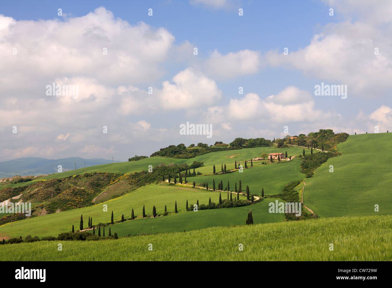 hügelige Landschaft mit Land Straße und Zypressen, Italien, Toskana Stockfoto