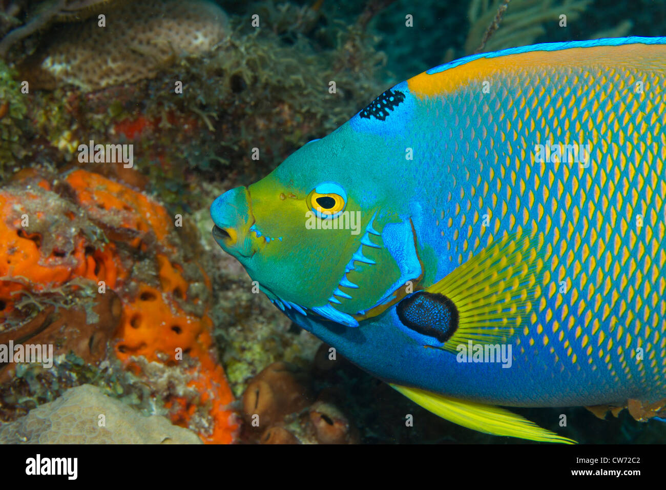 Königin-Kaiserfisch am Korallenriff Stockfoto