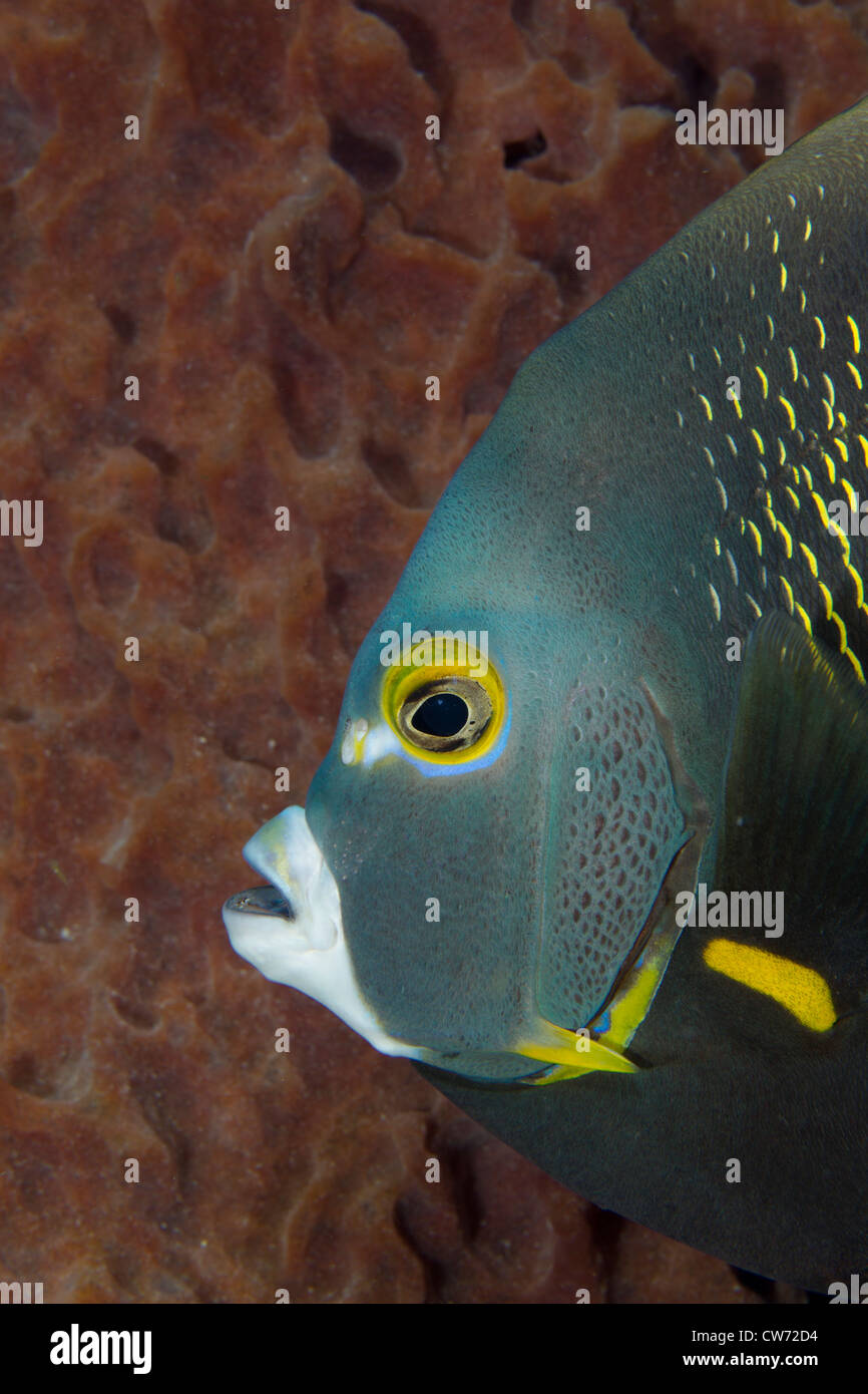 Seitenansicht des einen Franzosen-Kaiserfisch neben einem Fass-Schwamm Stockfoto