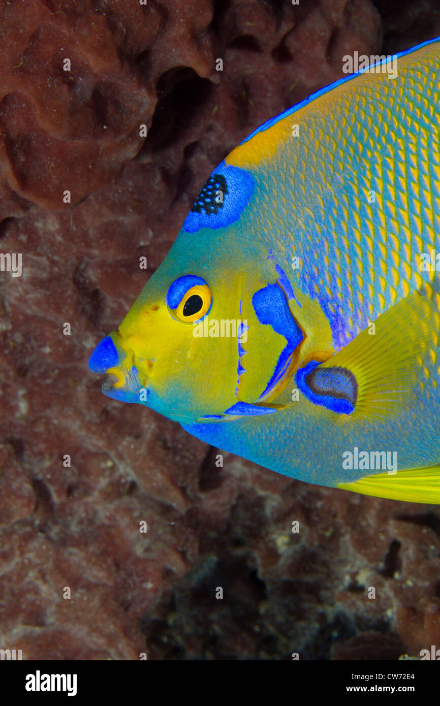 Seitenansicht von einer Königin-Kaiserfisch neben einem Fass-Schwamm Stockfoto