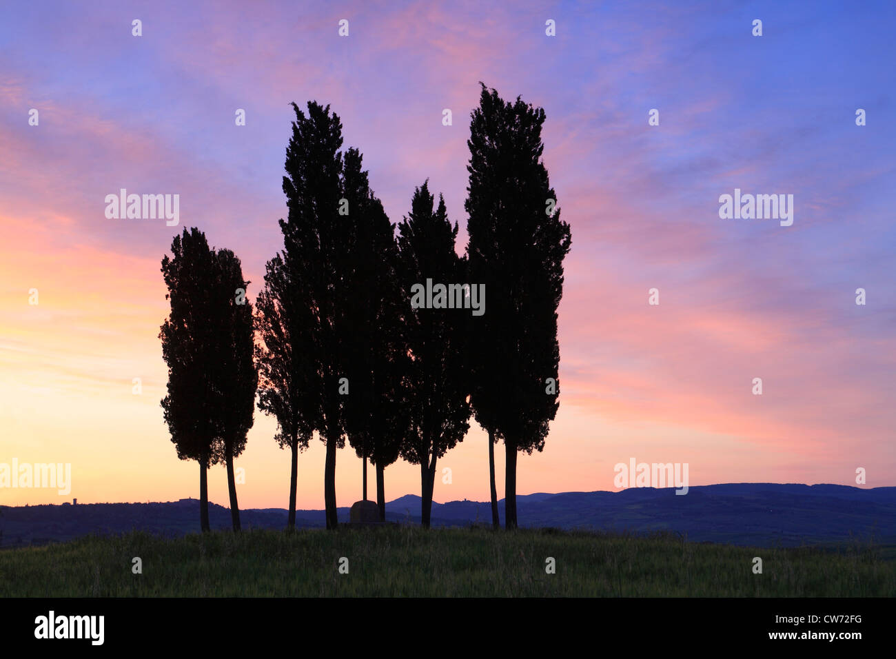 Italienische Zypresse (Cupressus Sempervirens), eine Gruppe von Zypressen am Sonnenuntergang, Italien, Tuscany Stockfoto