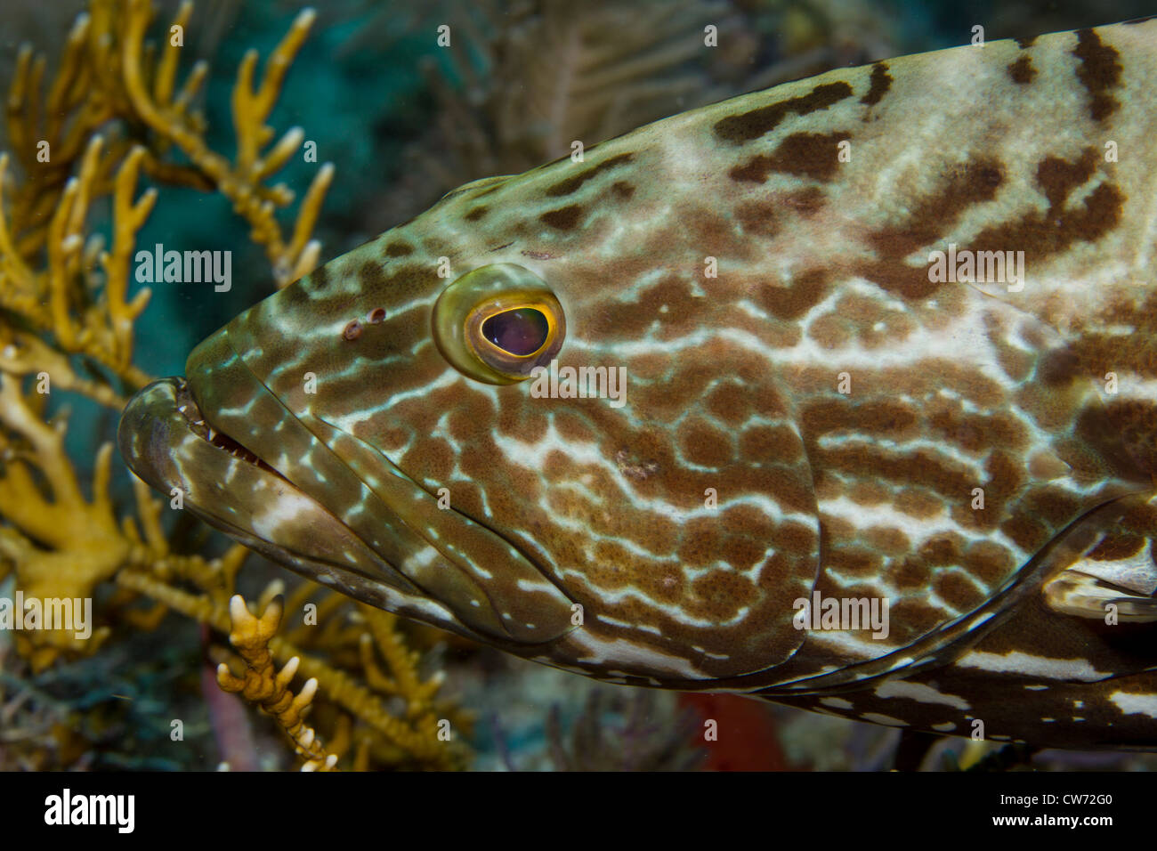Closeup of Black grouper Stockfoto