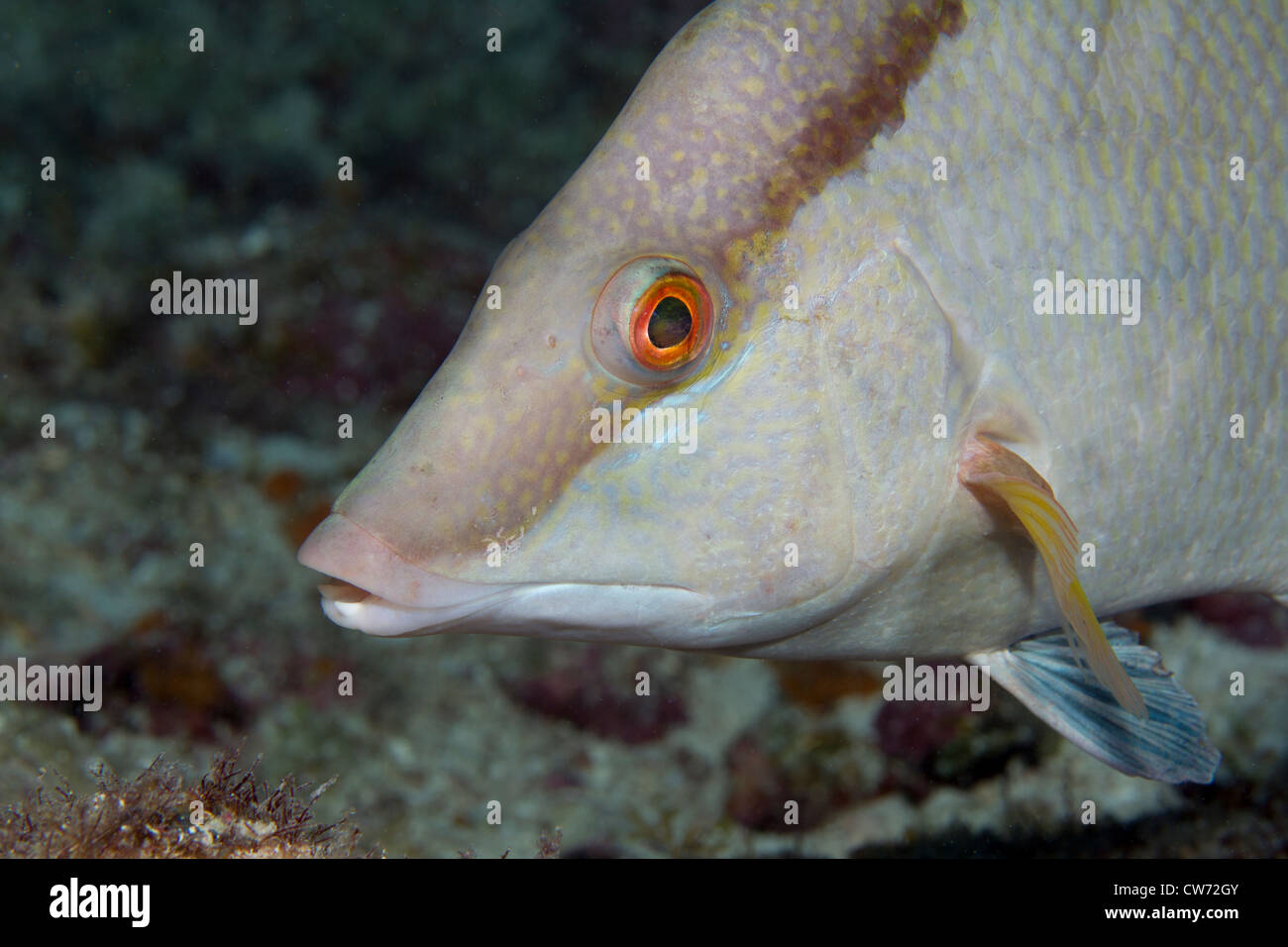 Nahaufnahme von einem Hog snapper Stockfoto